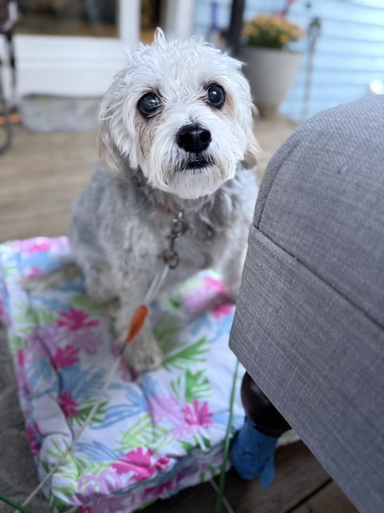 Sadie, Adoptable, Adult Female Silky Terrier.