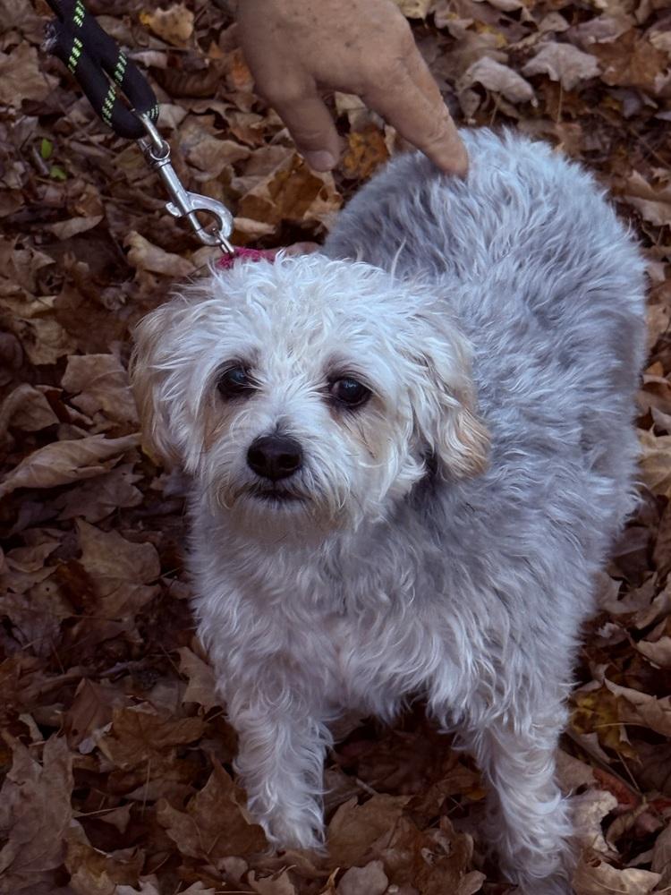 Enlarge Sadie, a Adoptable mixed breed in Middletown, CT image 3/6
