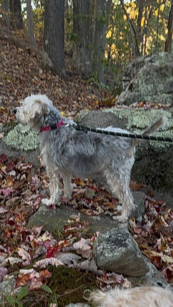 Enlarge Sadie, a Adoptable mixed breed in Middletown, CT image 4/6