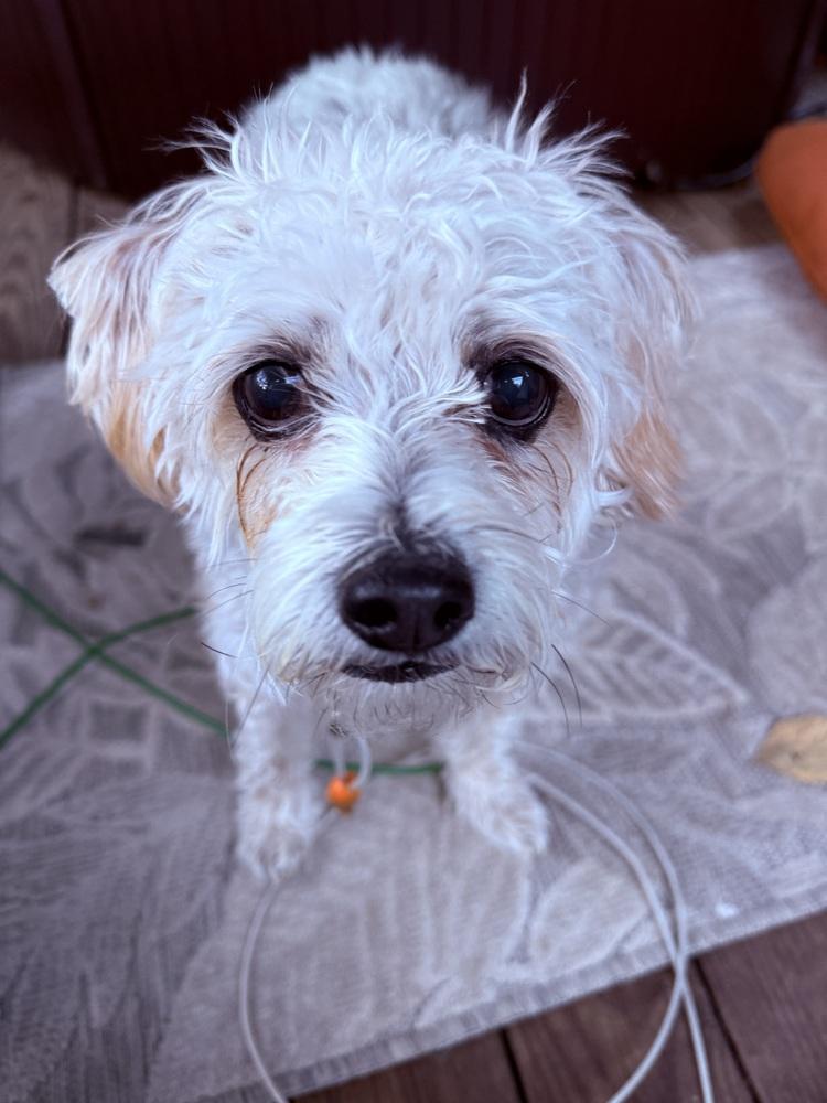 Enlarge Sadie, a Adoptable mixed breed in Middletown, CT image 5/6