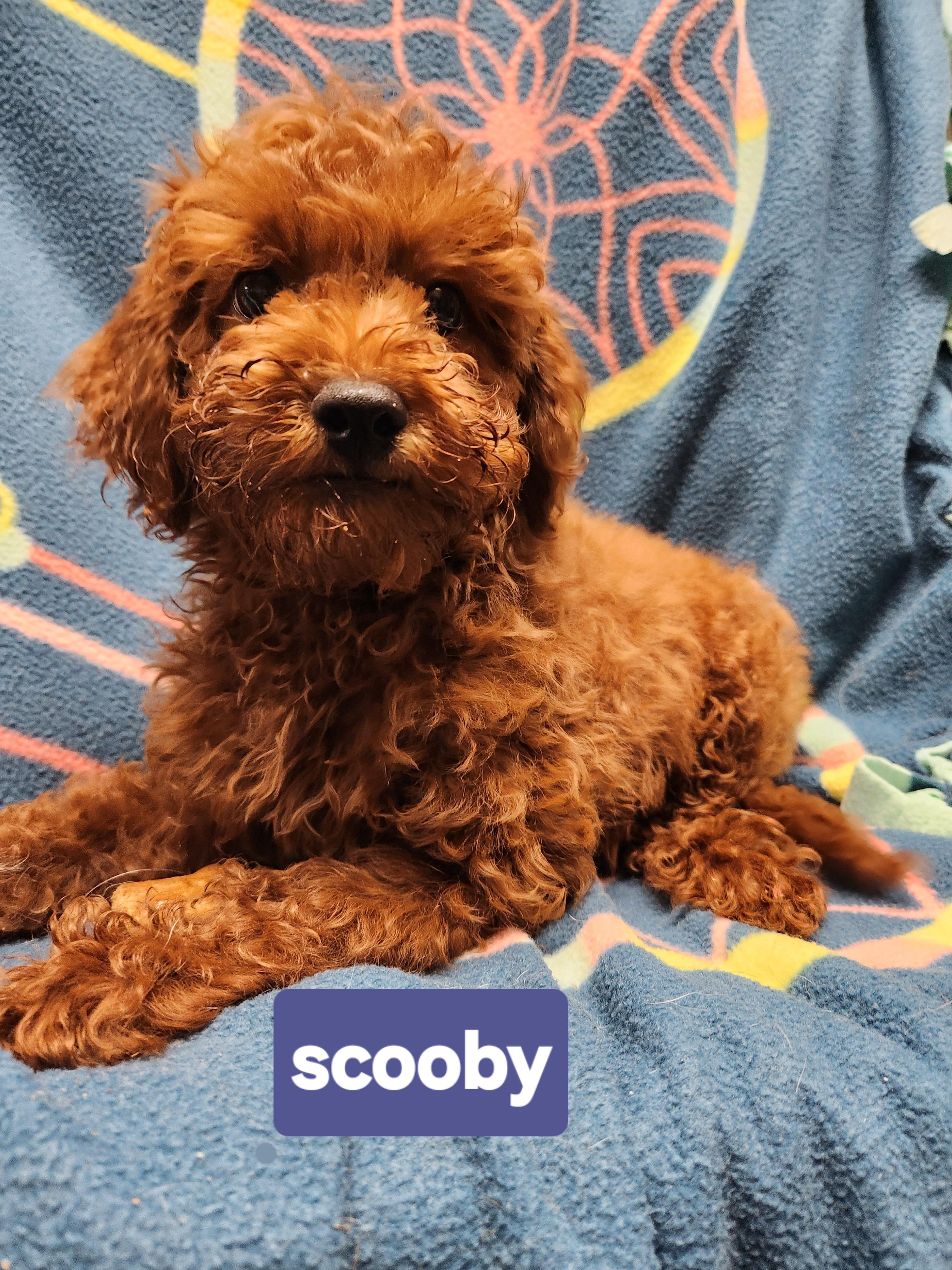 Scooby, adopted, Puppy Male Cavapoo.