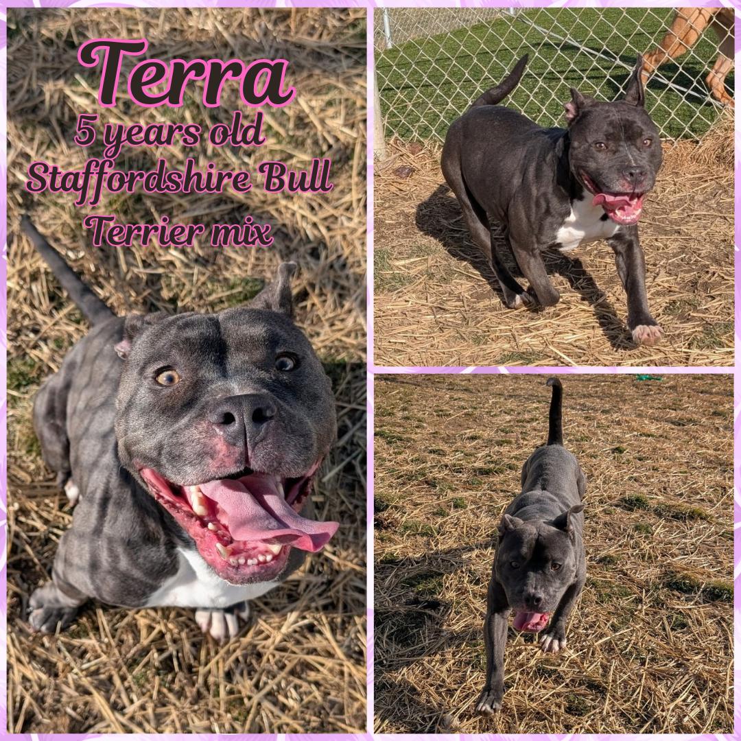 Enlarge Terra, an adoptable Pit Bull Terrier in Franklin, IN image 1/1