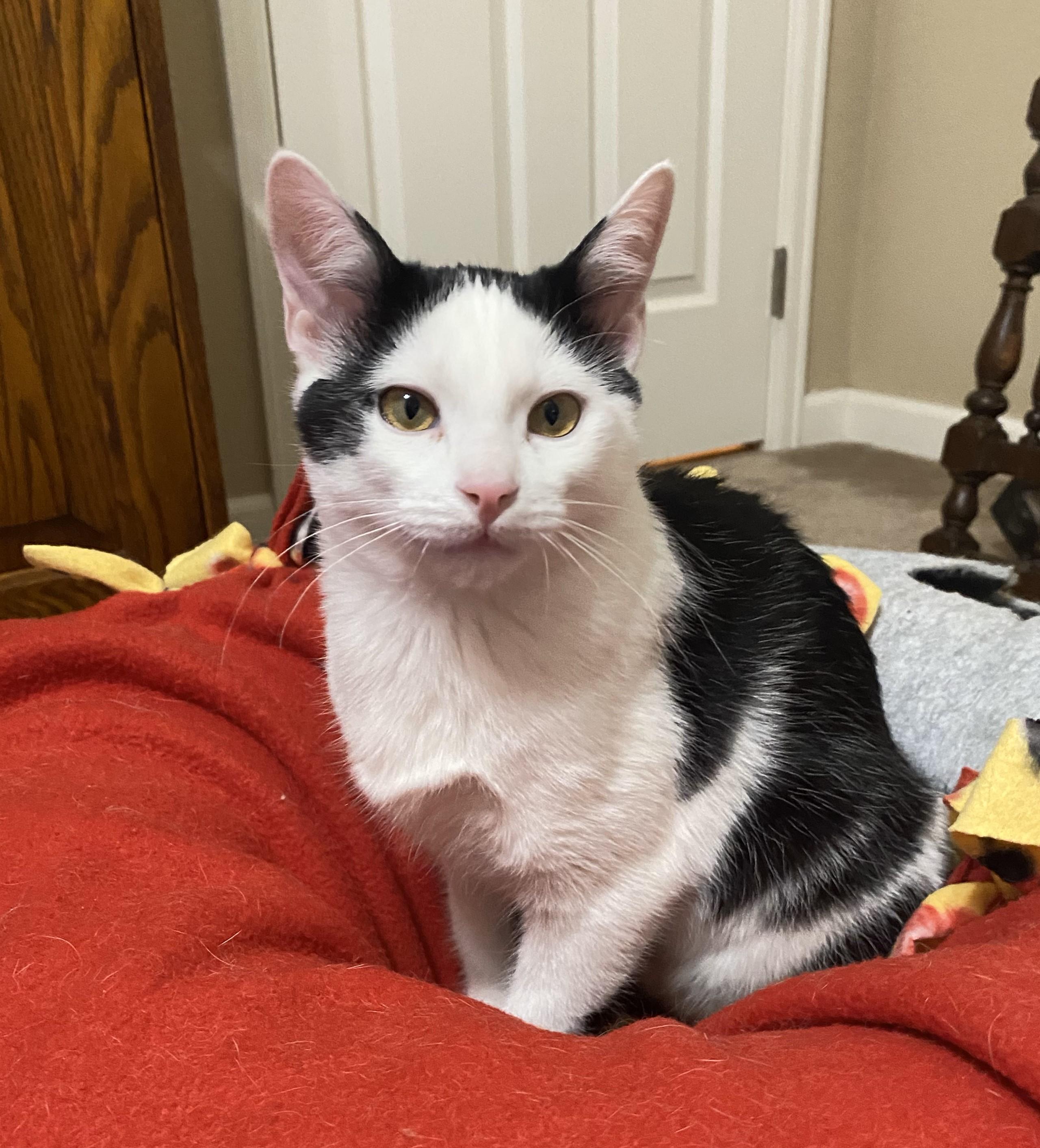 Enlarge JR (Bonded with Poppy), a Adopted mixed breed in Longmont, CO image 1/1