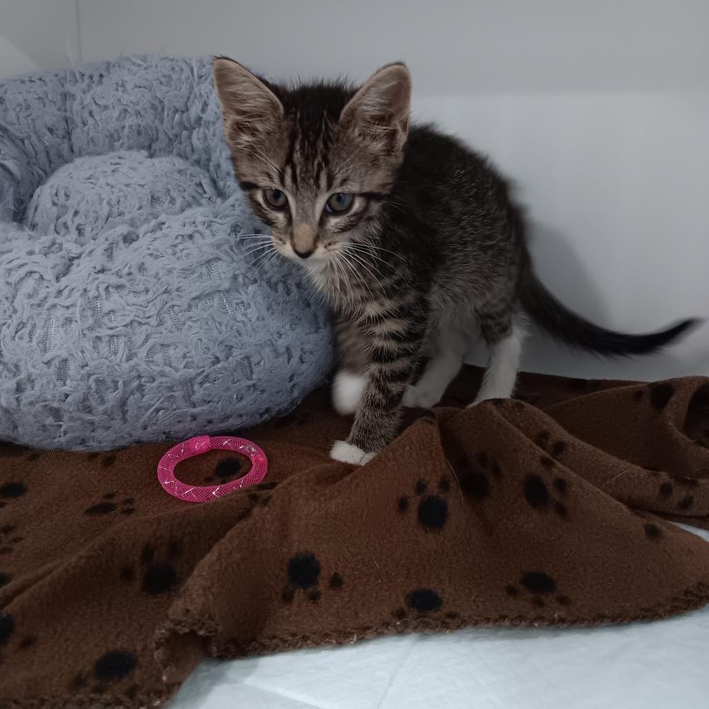 Frappe, a Adoptable Domestic Short Hair in Elizabeth City, NC image 1/2