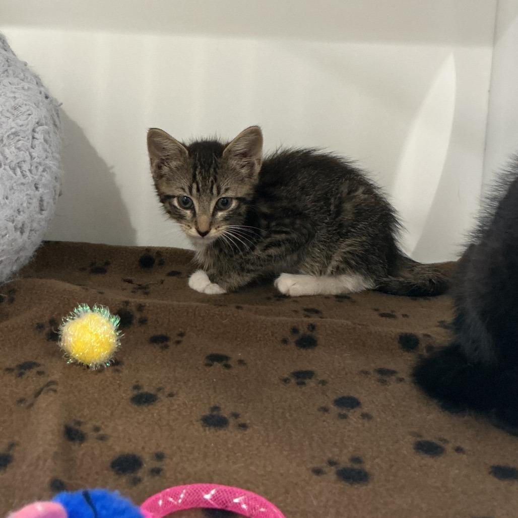Frappe, a Adoptable Domestic Short Hair in Elizabeth City, NC image 2/2
