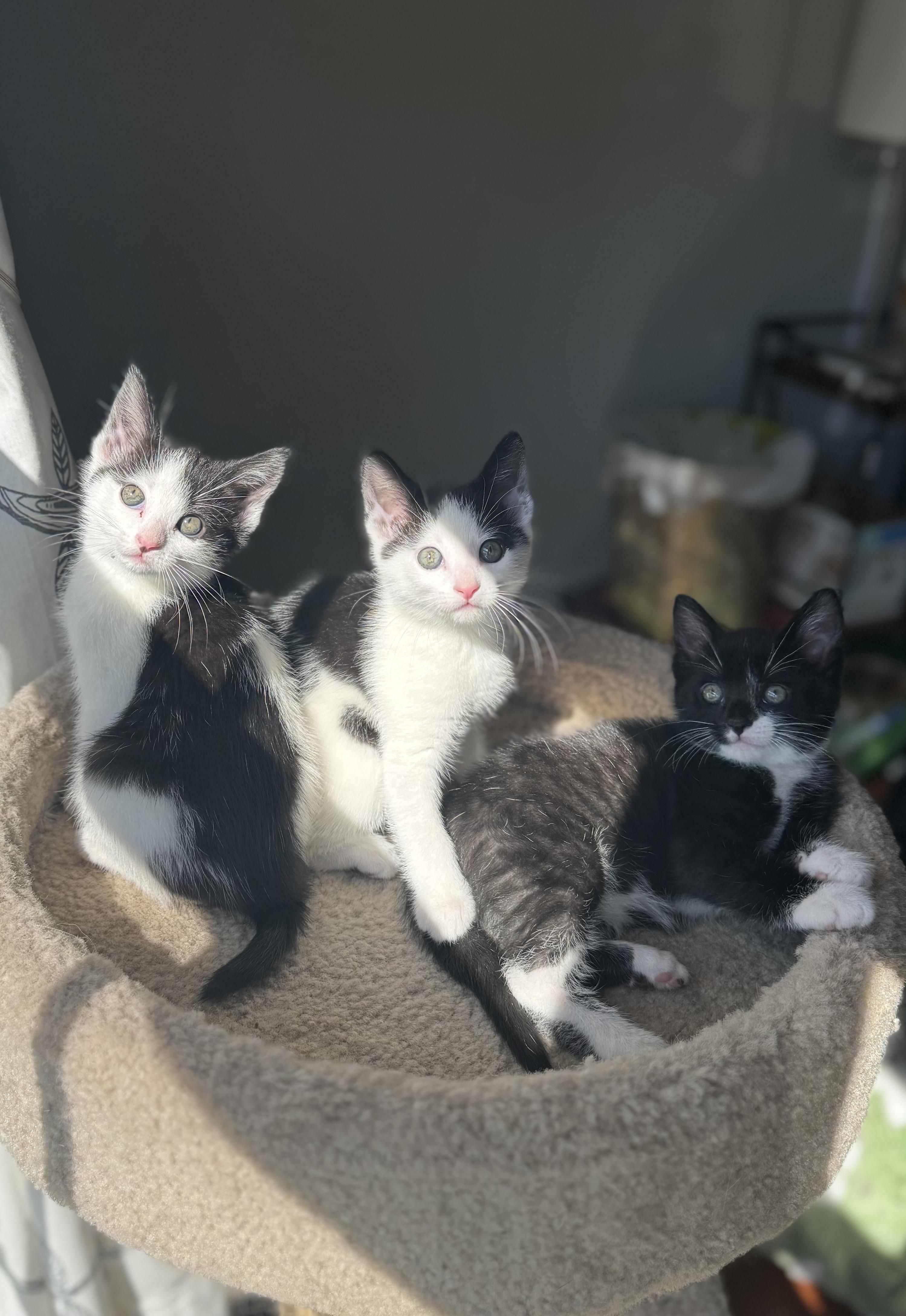 Kittens-Shea (M) and Willow (F), a ADOPTABLE Domestic Short Hair in Leesburg, VA image 3/4