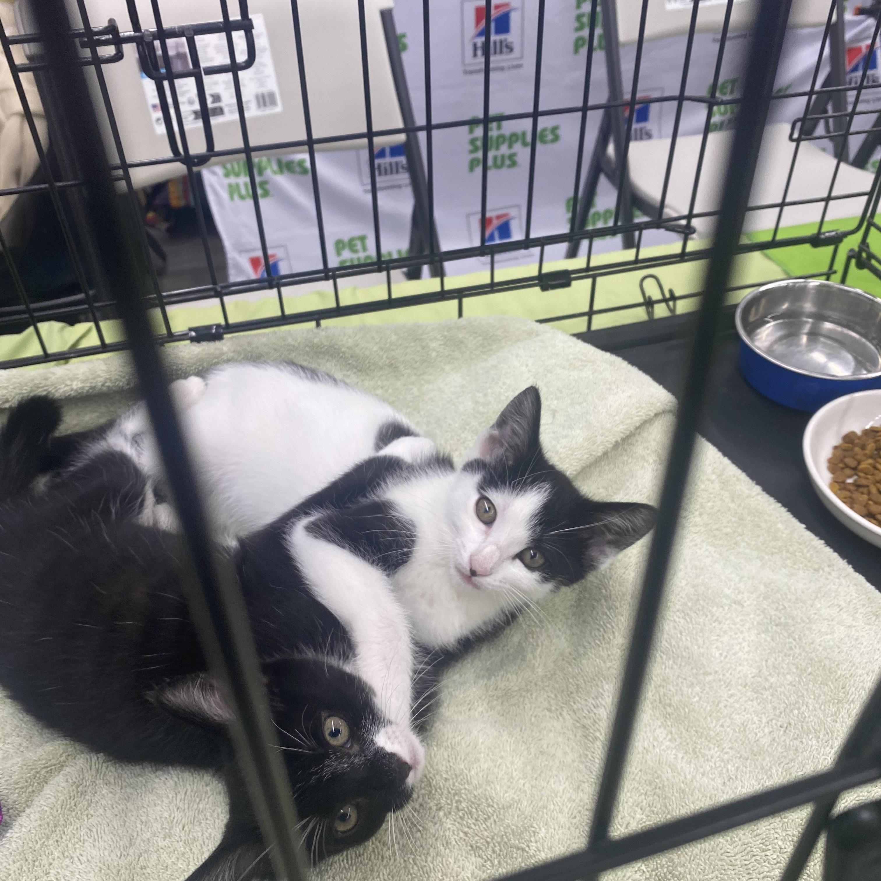 Kittens-Shea (M) and Willow (F), ADOPTABLE, Kitten Male Domestic Short Hair.