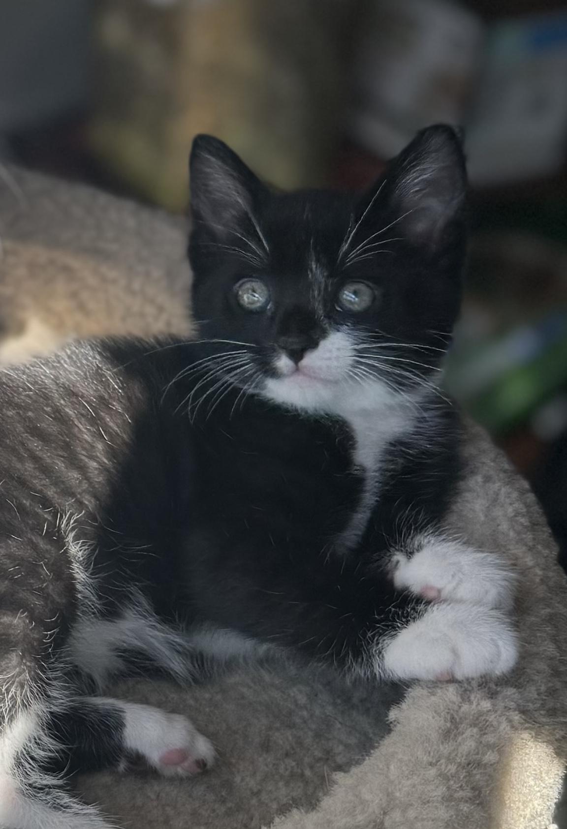 Kittens-Shea (M) and Willow (F), a ADOPTABLE Domestic Short Hair in Leesburg, VA image 4/4