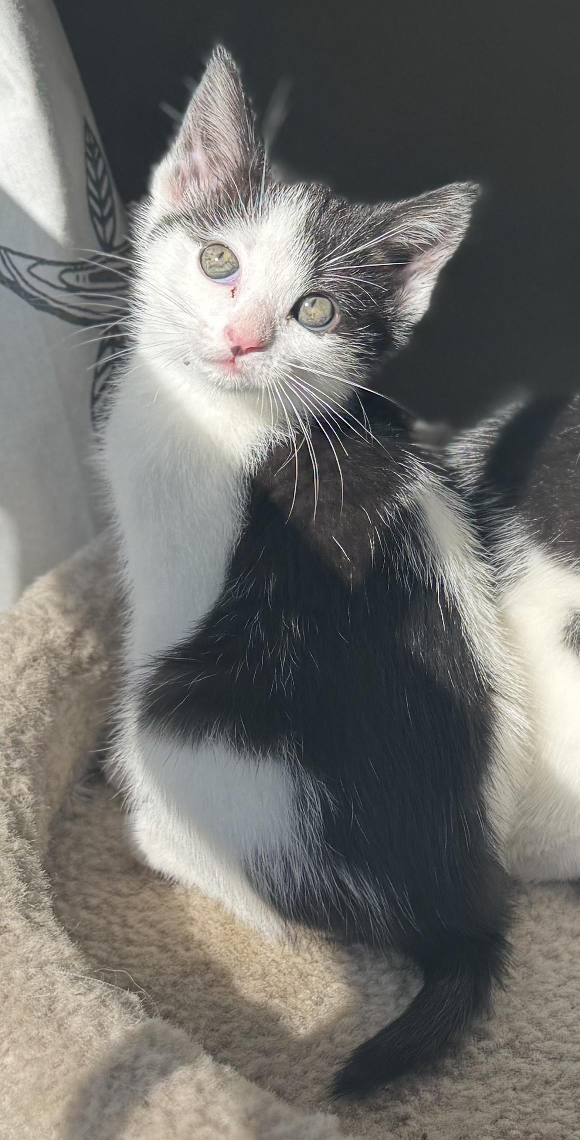 Kittens-Shea (M) and Willow (F), a ADOPTABLE Domestic Short Hair in Leesburg, VA image 2/4