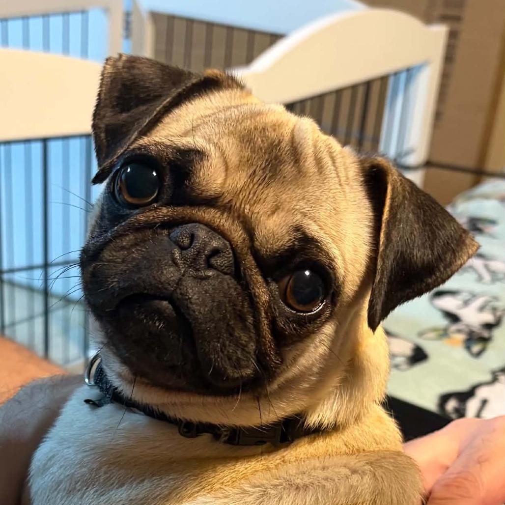 Enlarge Presley, a Adoptable Pug in Sinking Spring, PA image 1/1