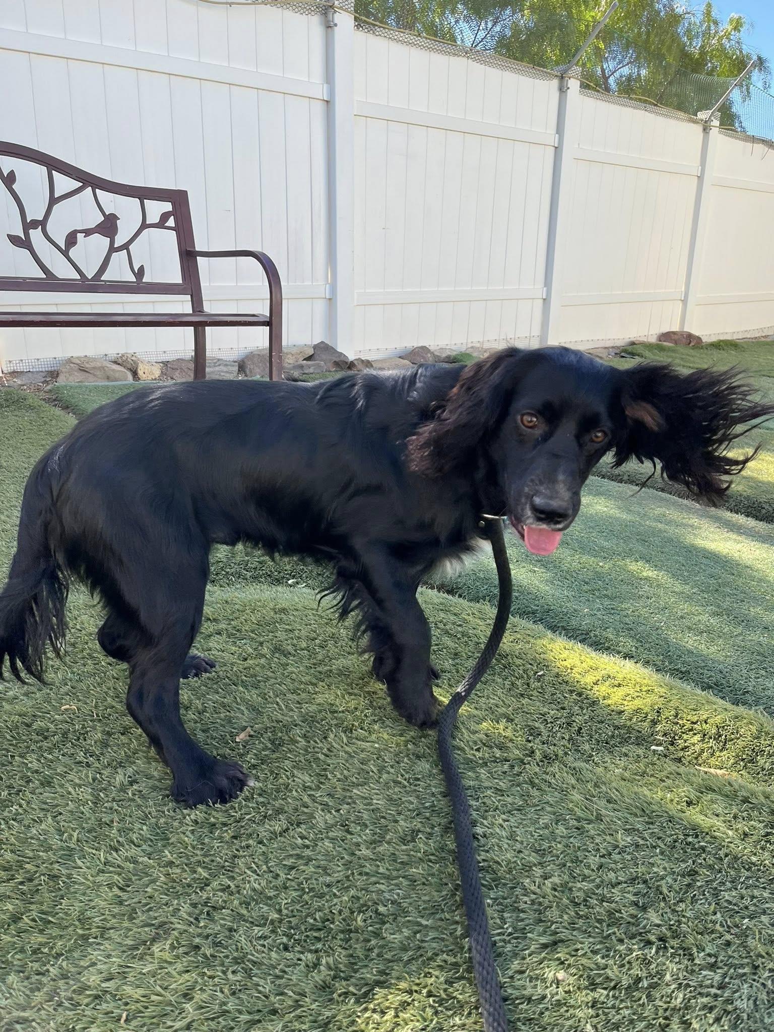 Jax, a Adoptable Spaniel in Agua Dulce, CA image 2/6