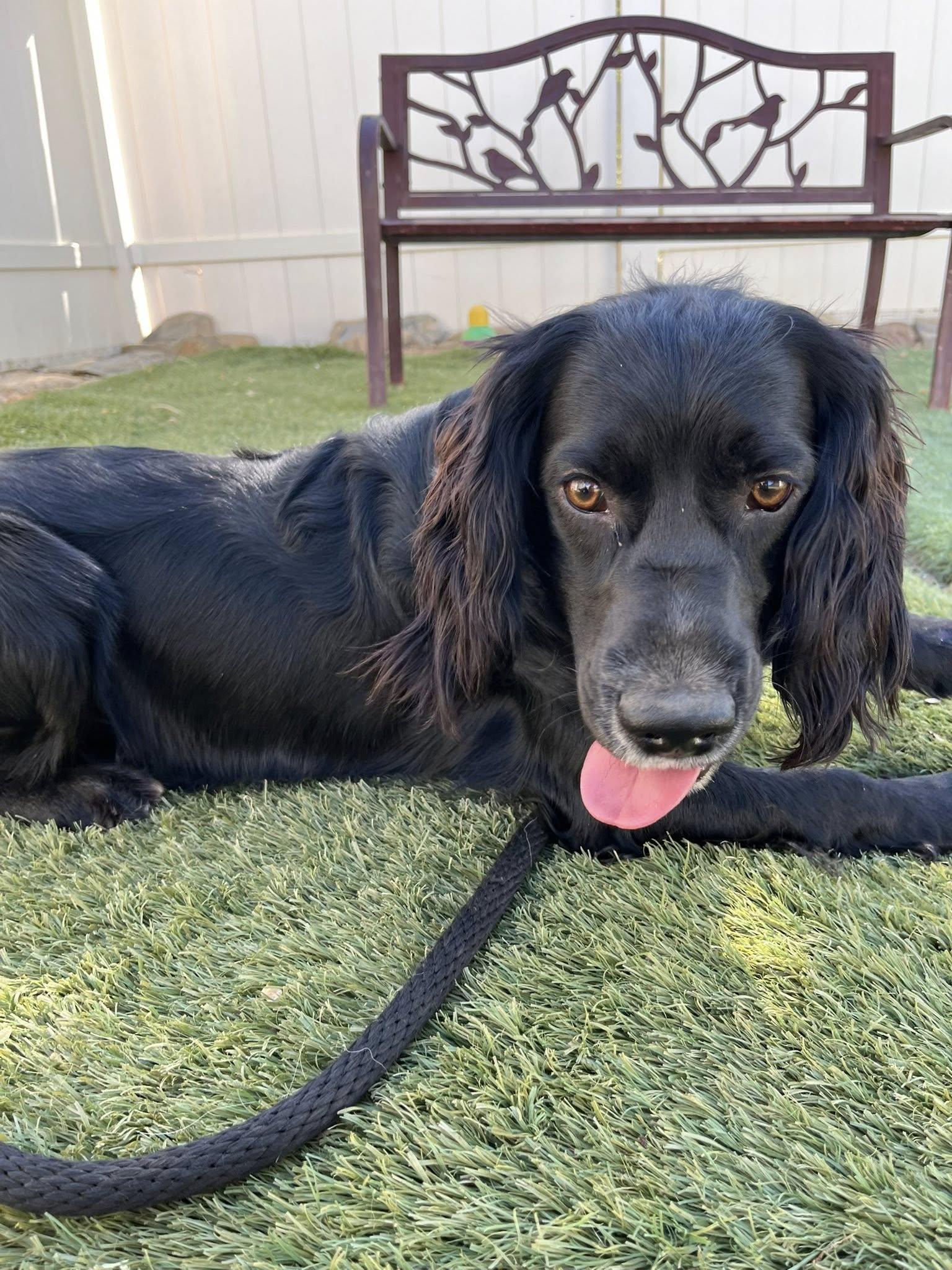 Jax, a Adoptable Spaniel in Agua Dulce, CA image 3/6