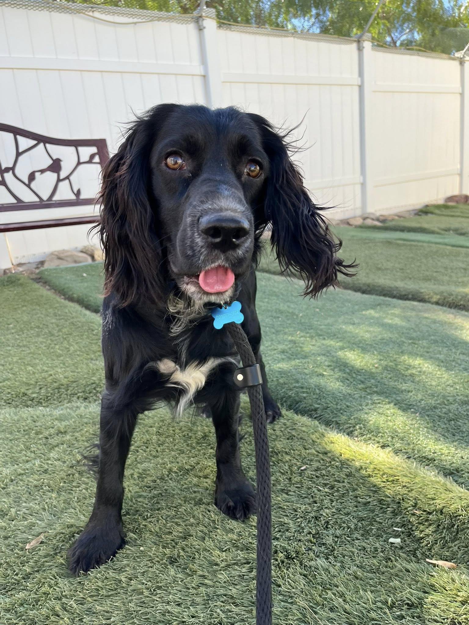 Jax, a Adoptable Spaniel in Agua Dulce, CA image 4/6