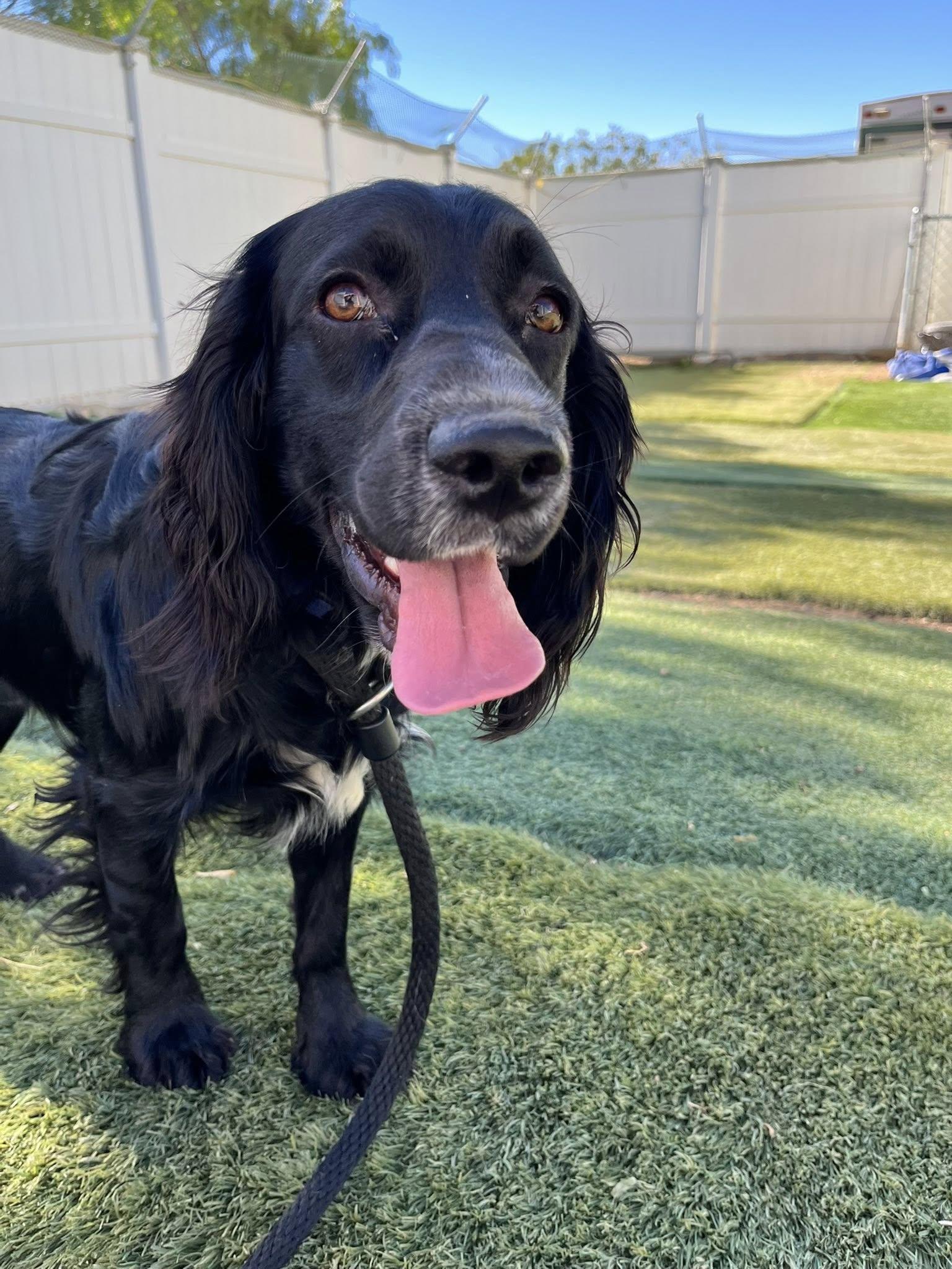 Jax, a Adoptable Spaniel in Agua Dulce, CA image 5/6