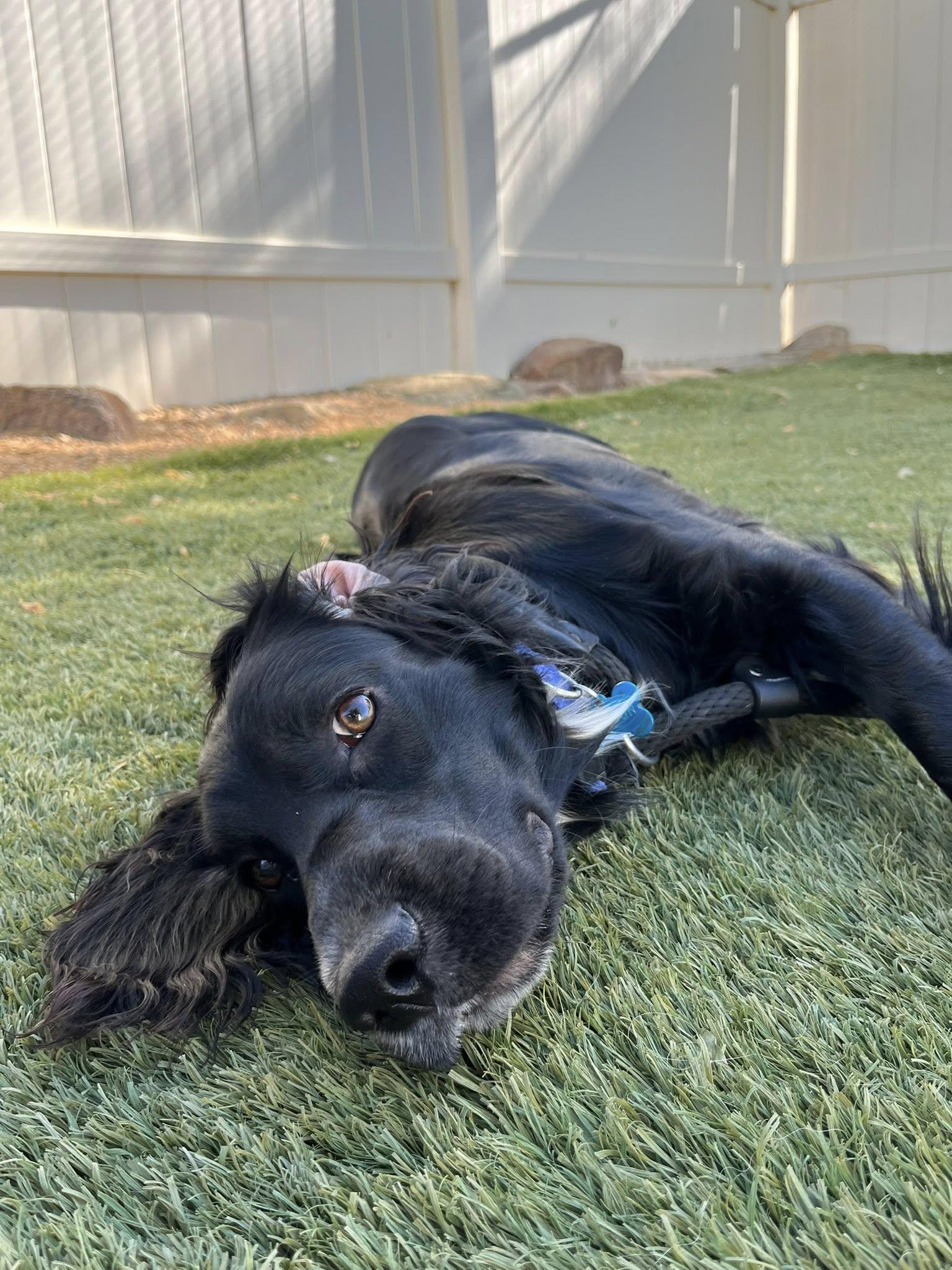 Jax, a Adoptable Spaniel in Agua Dulce, CA image 6/6