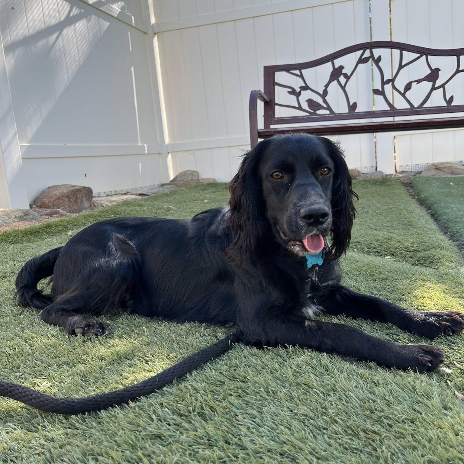 Jax, a Adoptable Spaniel in Agua Dulce, CA image 1/6