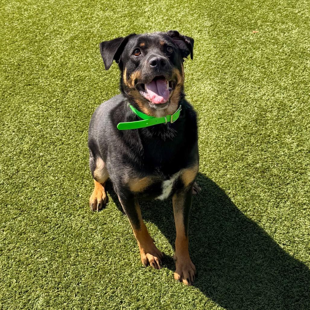 Marley, Adoptable, Adult Female Rottweiler.