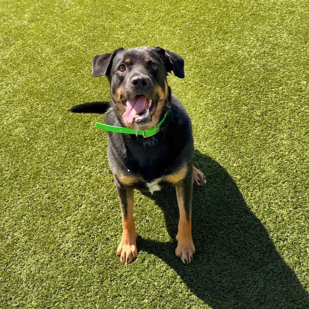 Enlarge Marley, a Adoptable Rottweiler in Idaho Falls, ID image 2/5