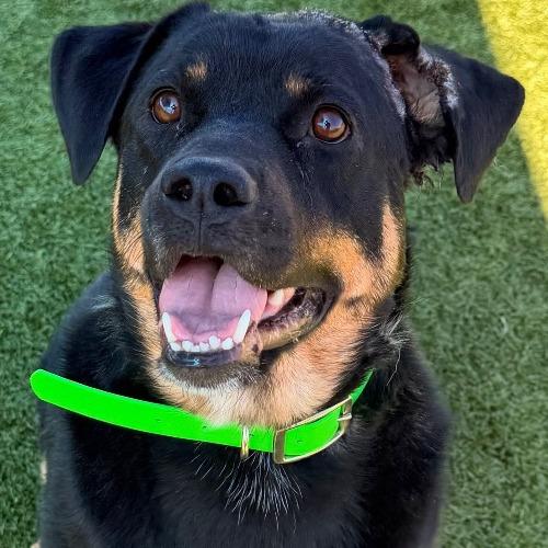 Enlarge Marley, a Adoptable Rottweiler in Idaho Falls, ID image 3/5
