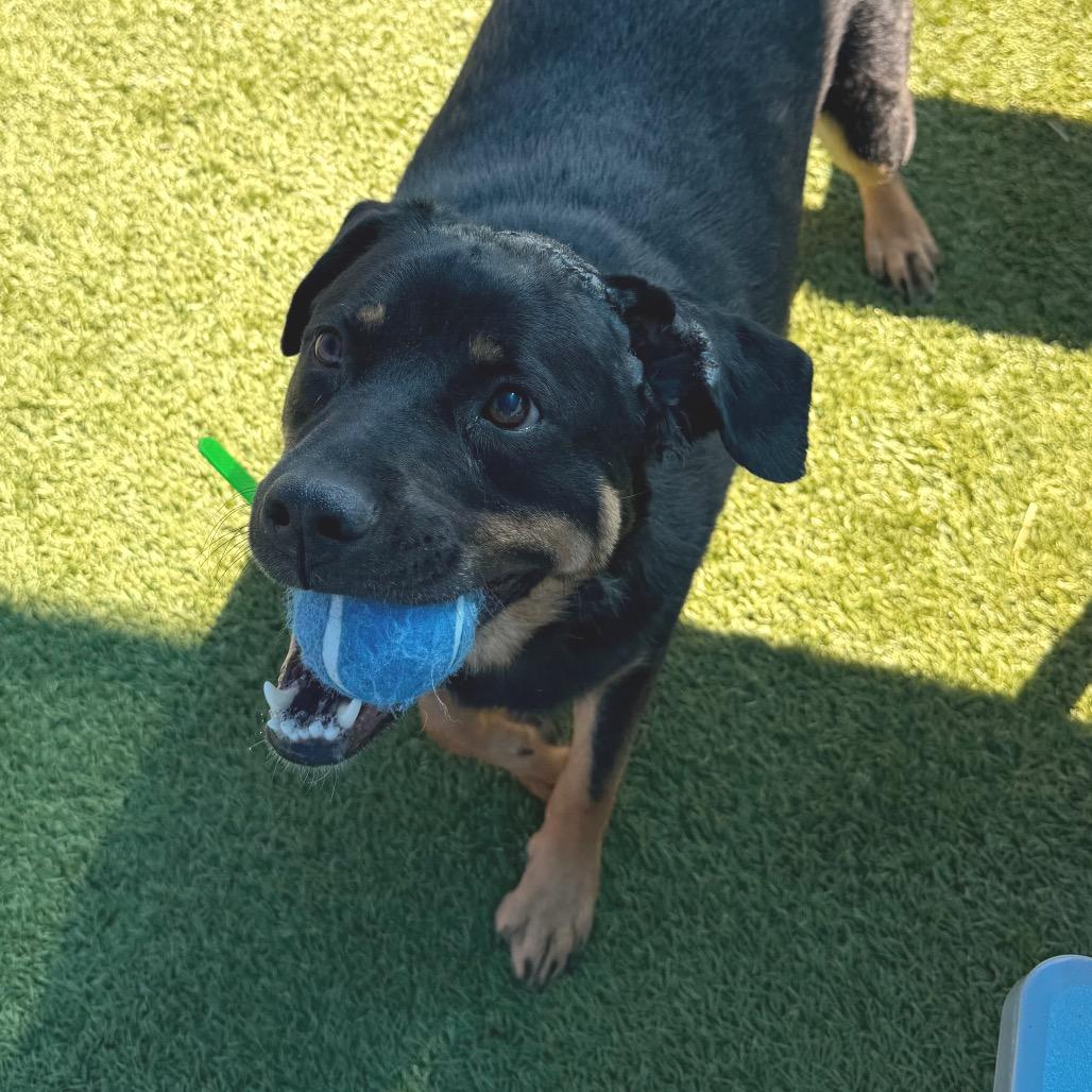 Enlarge Marley, a Adoptable Rottweiler in Idaho Falls, ID image 4/5