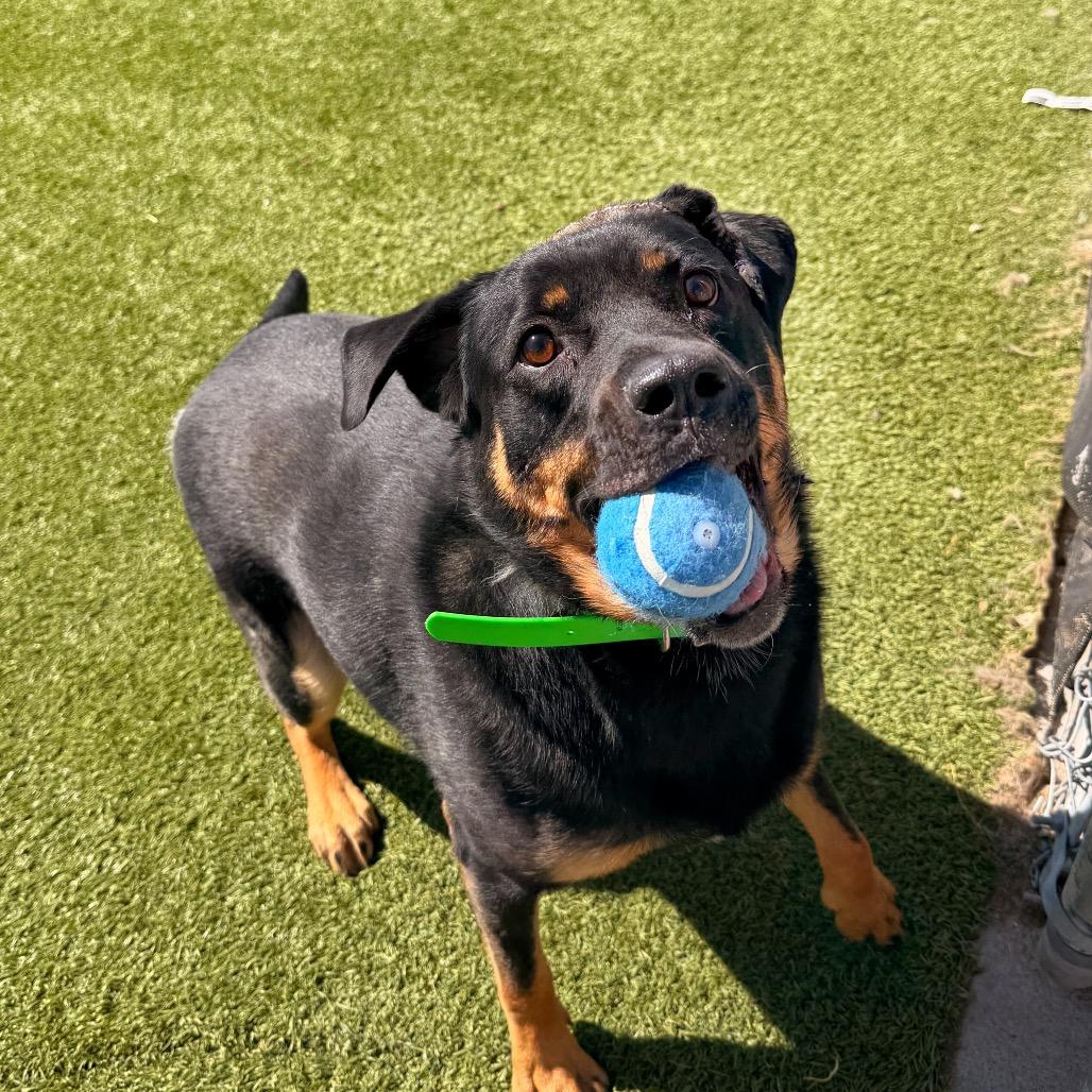 Enlarge Marley, a Adoptable Rottweiler in Idaho Falls, ID image 5/5