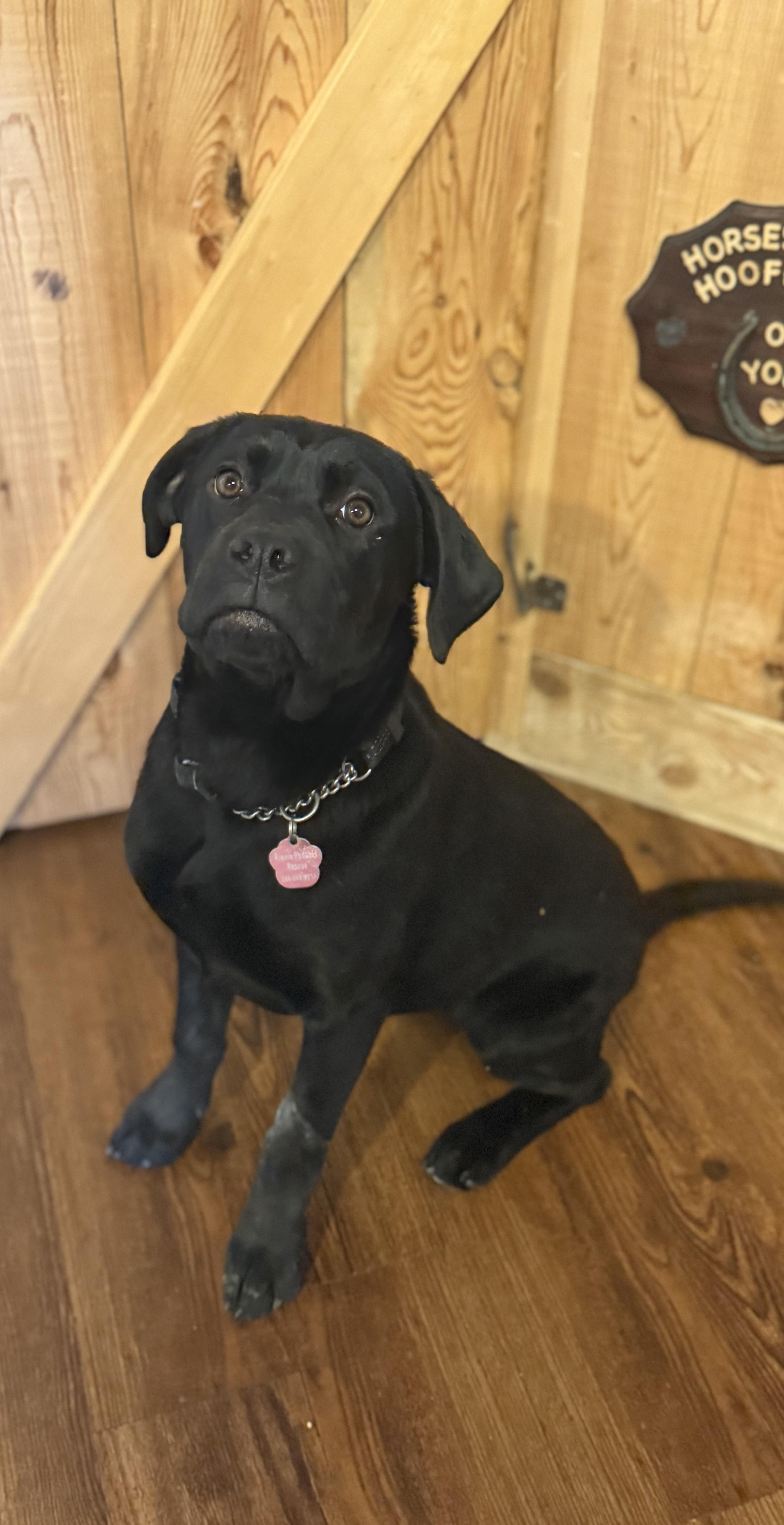 Enlarge Bella, a ADOPTABLE mixed breed in Saskatoon, SK image 5/5