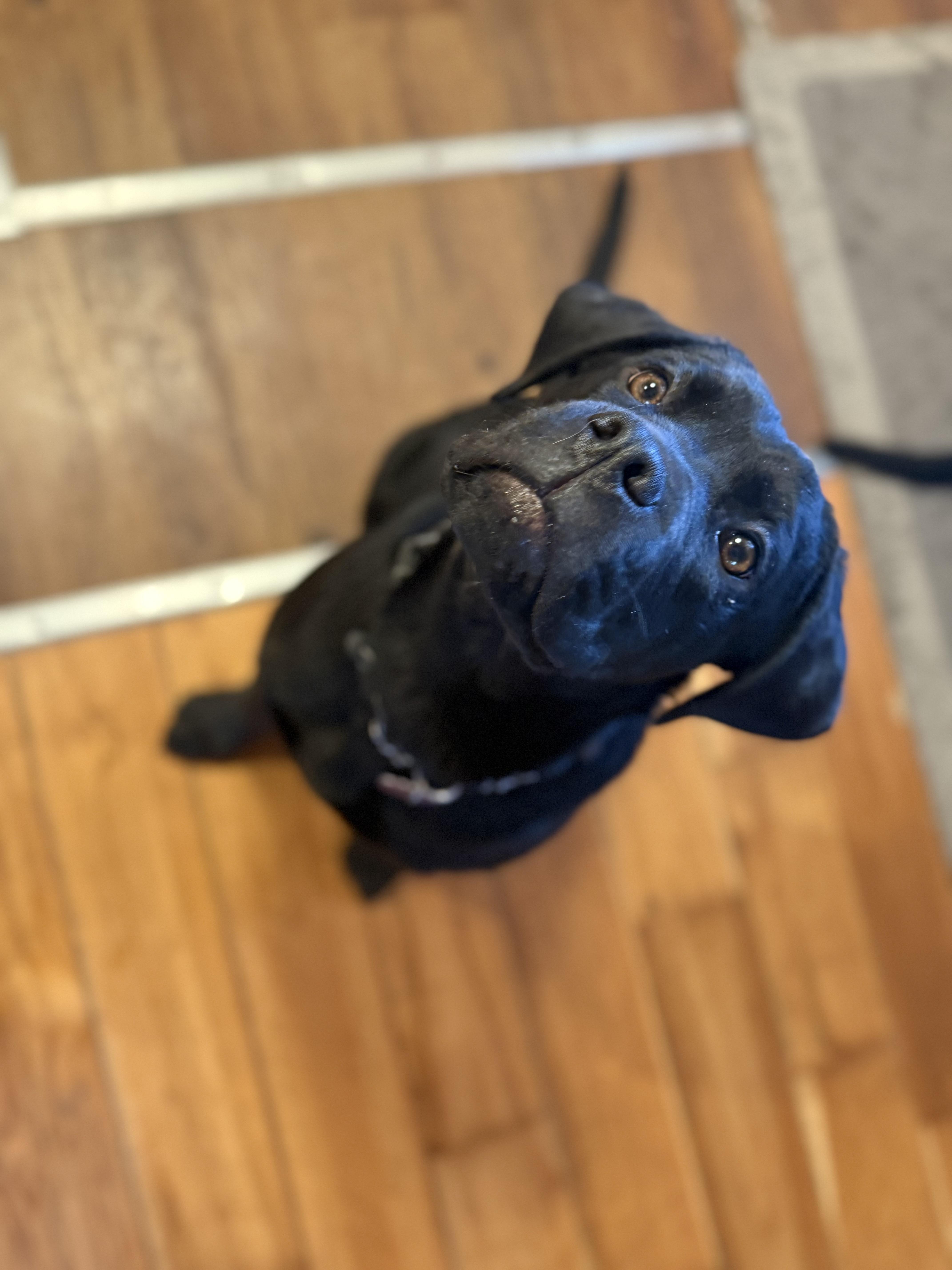 Enlarge Bella, a ADOPTABLE mixed breed in Saskatoon, SK image 2/5