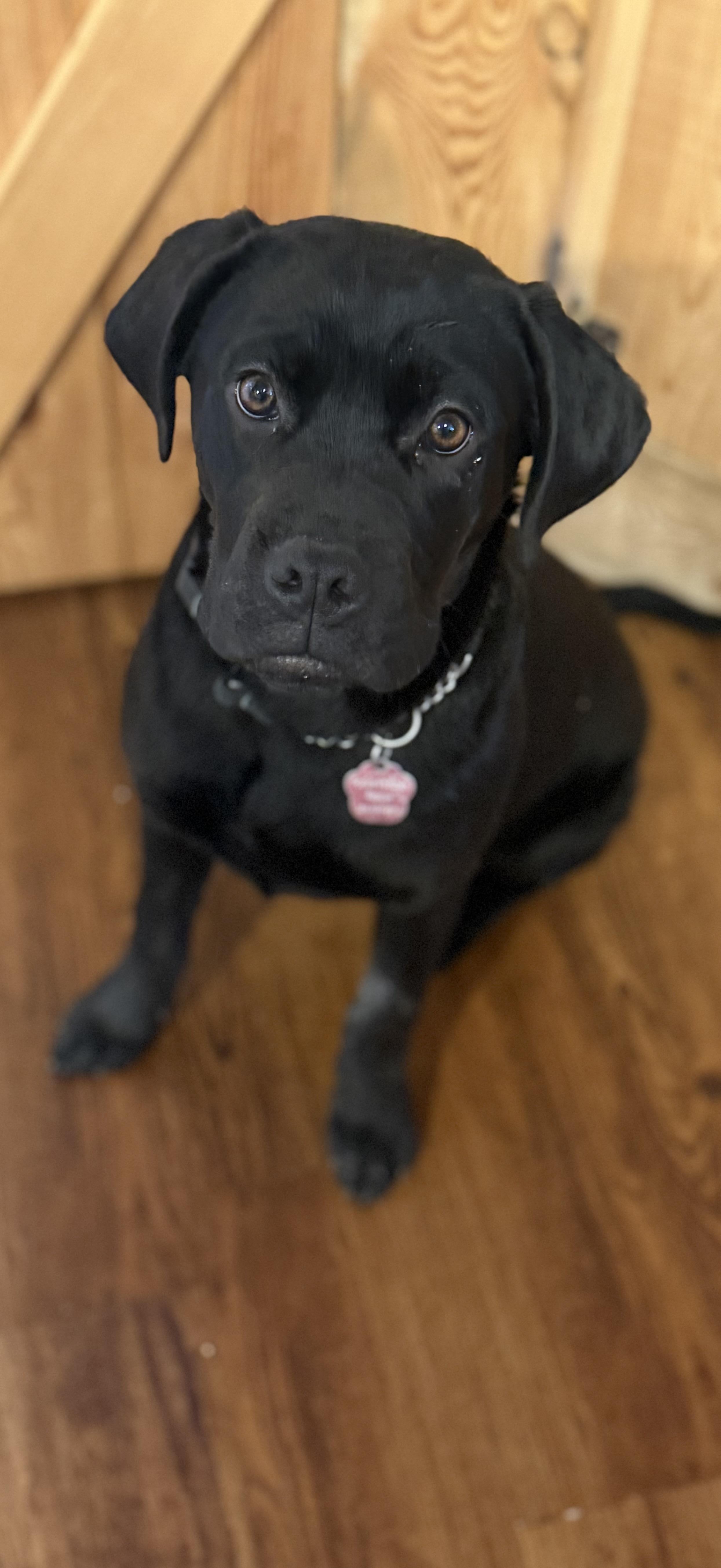 Enlarge Bella, a ADOPTABLE mixed breed in Saskatoon, SK image 4/5