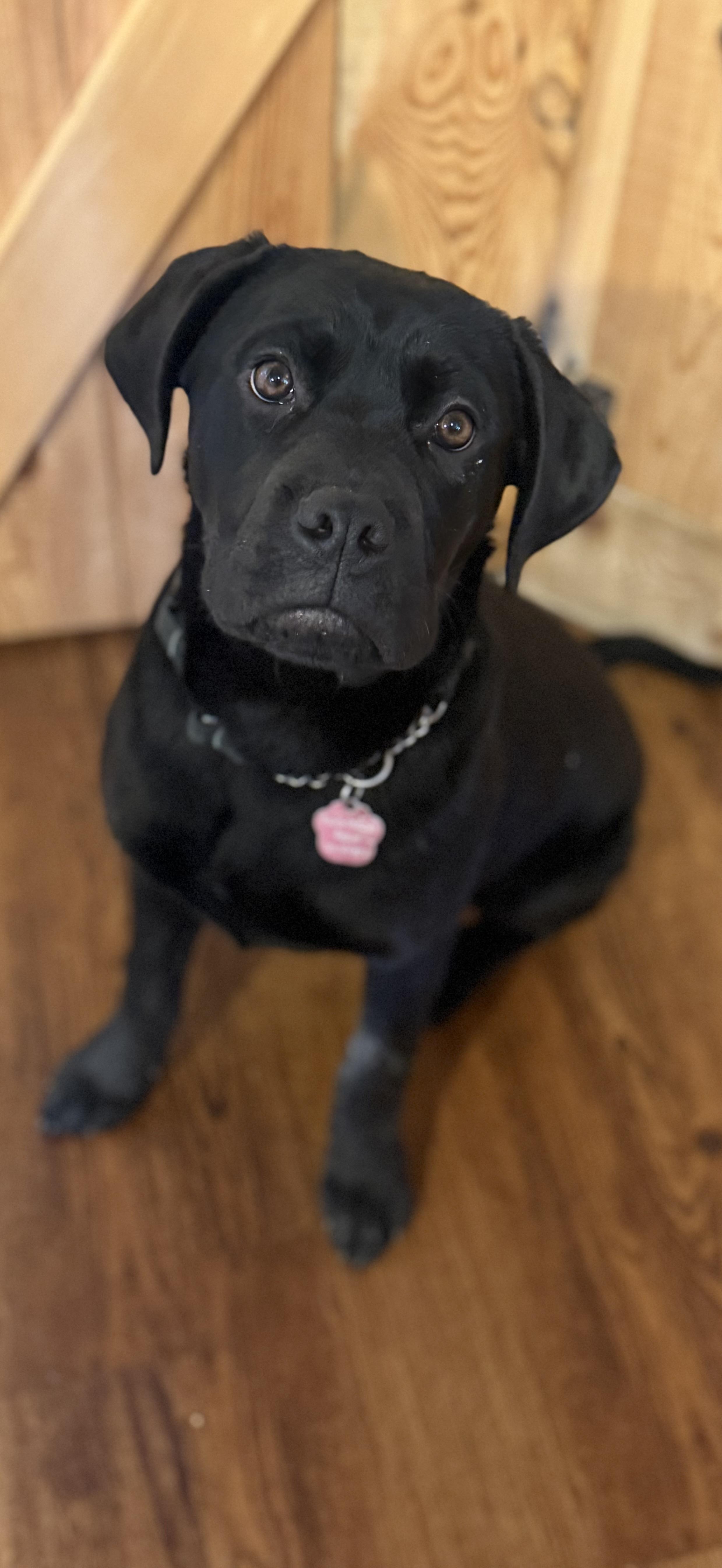 Enlarge Bella, a ADOPTABLE mixed breed in Saskatoon, SK image 1/5