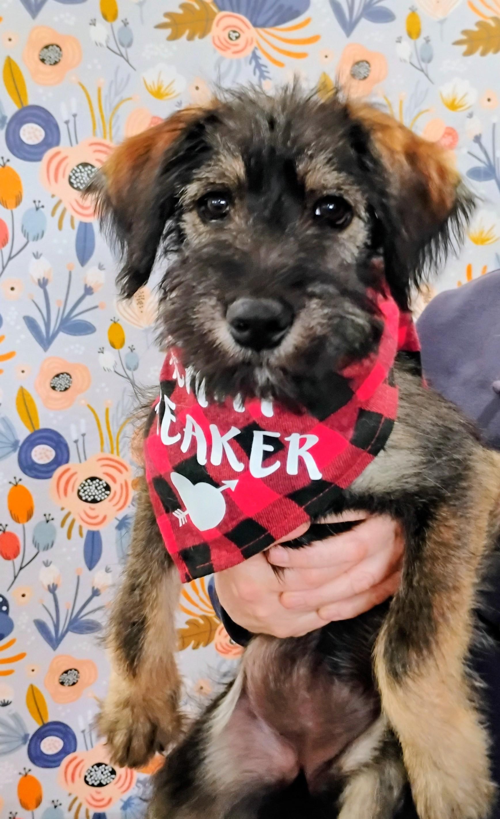 Enlarge Precious Little Fanta, an adopted mixed breed in Seattle, WA image 5/6