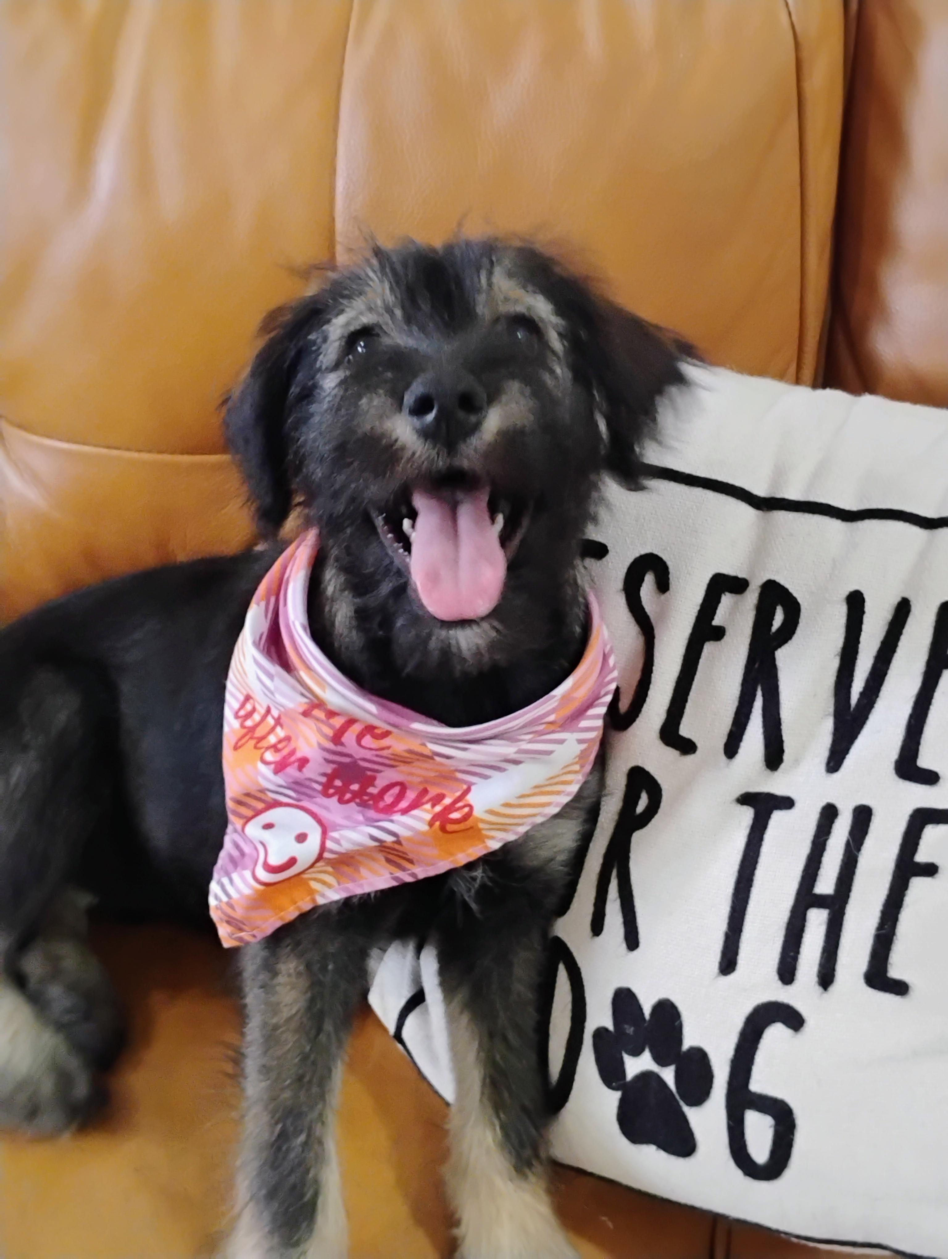 Enlarge Precious Little Fanta, an adopted mixed breed in Seattle, WA image 1/6