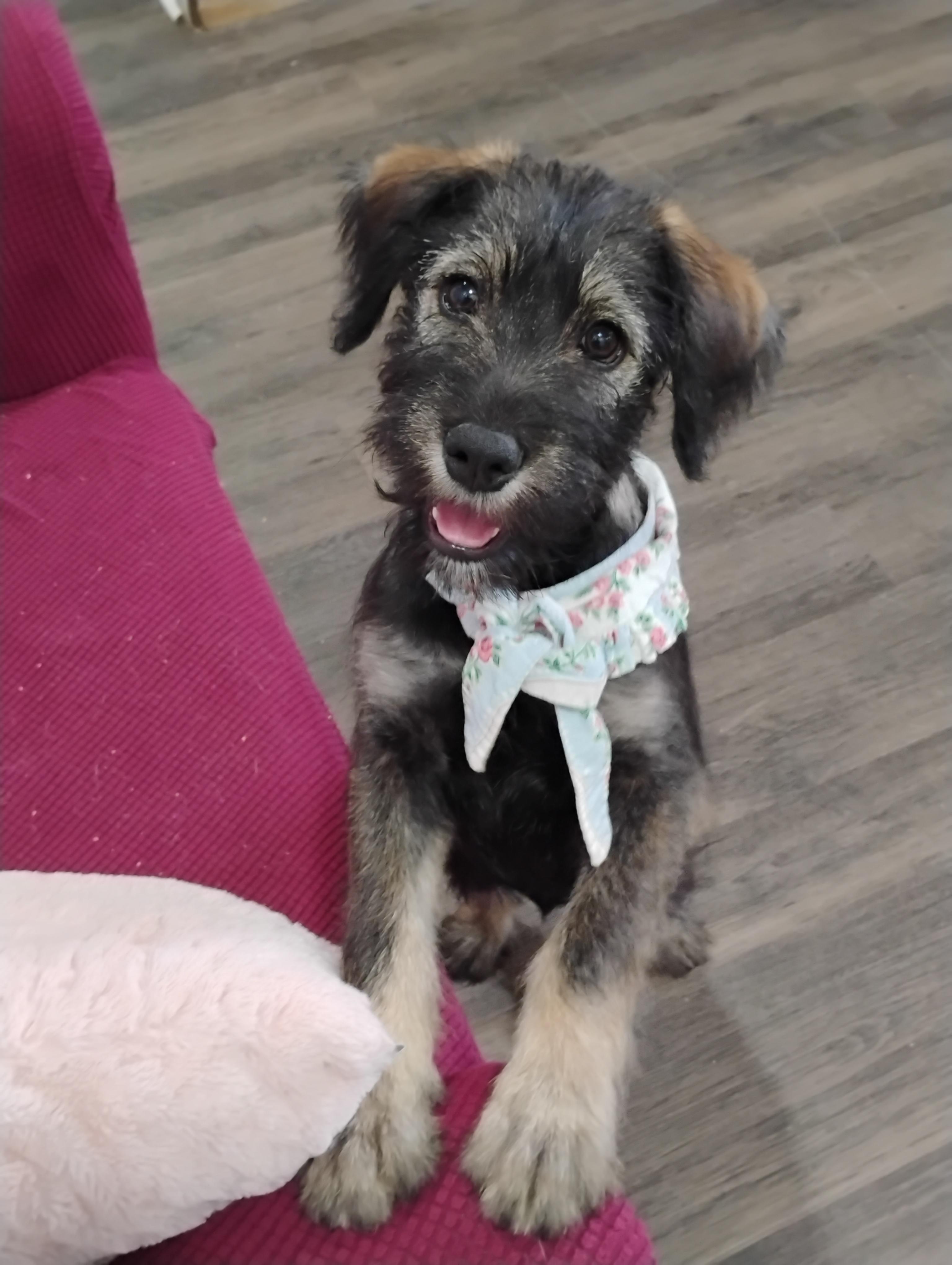 Enlarge Precious Little Fanta, an adopted mixed breed in Seattle, WA image 6/6