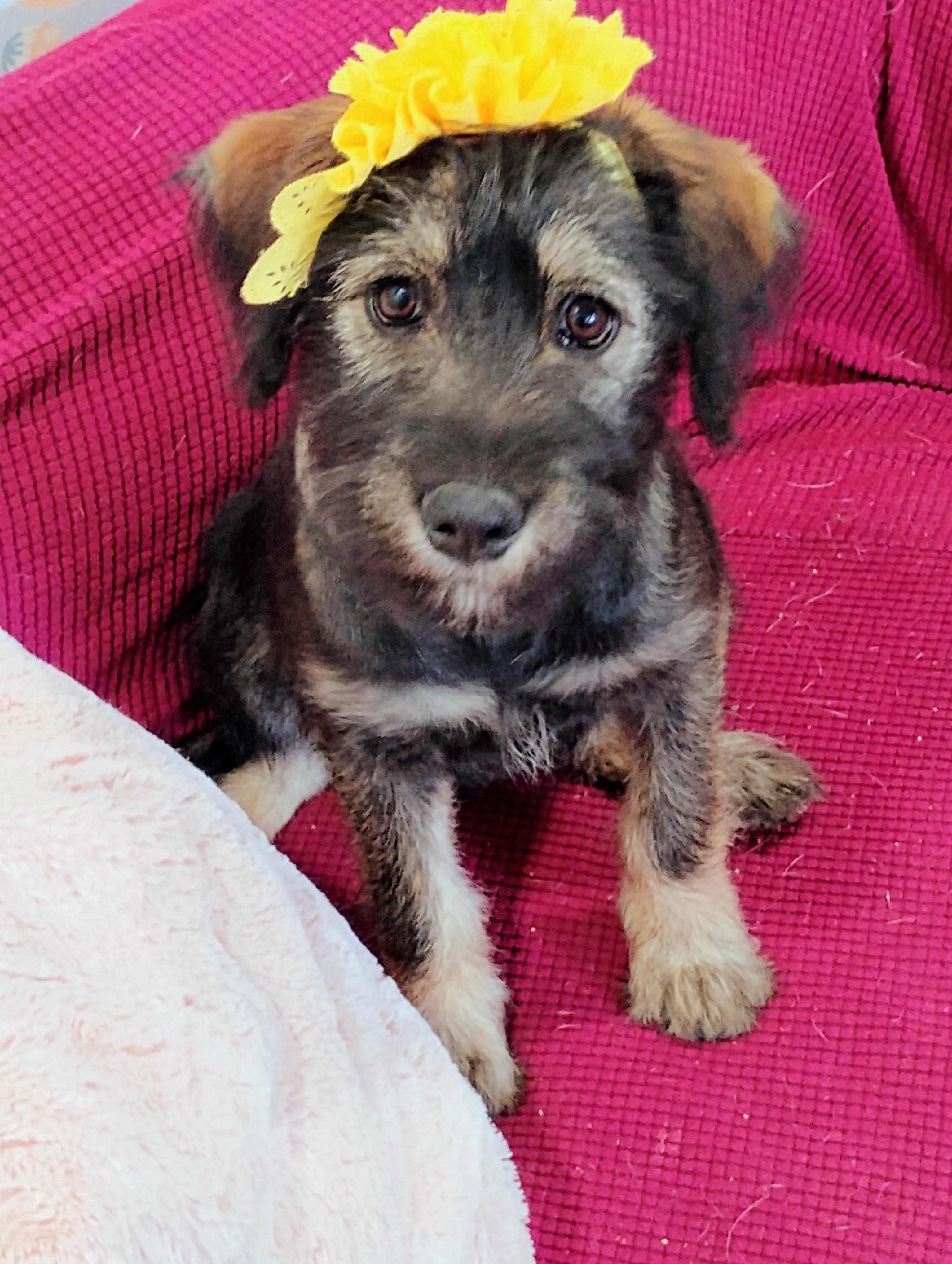 Enlarge Precious Little Fanta, an adopted mixed breed in Seattle, WA image 3/6