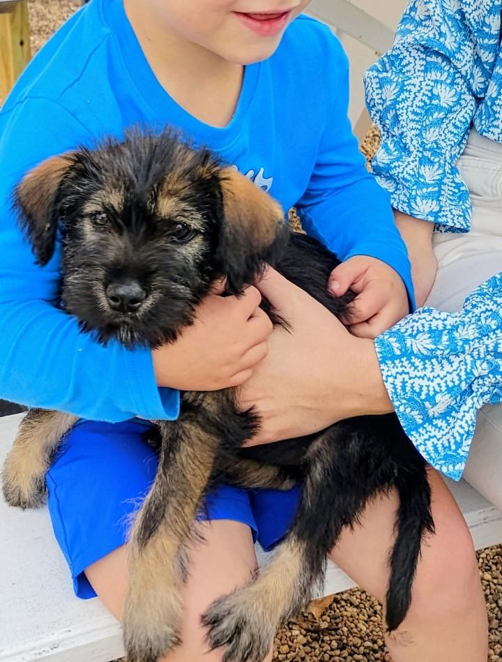 Enlarge Precious Little Fanta, an adopted mixed breed in Seattle, WA image 4/6