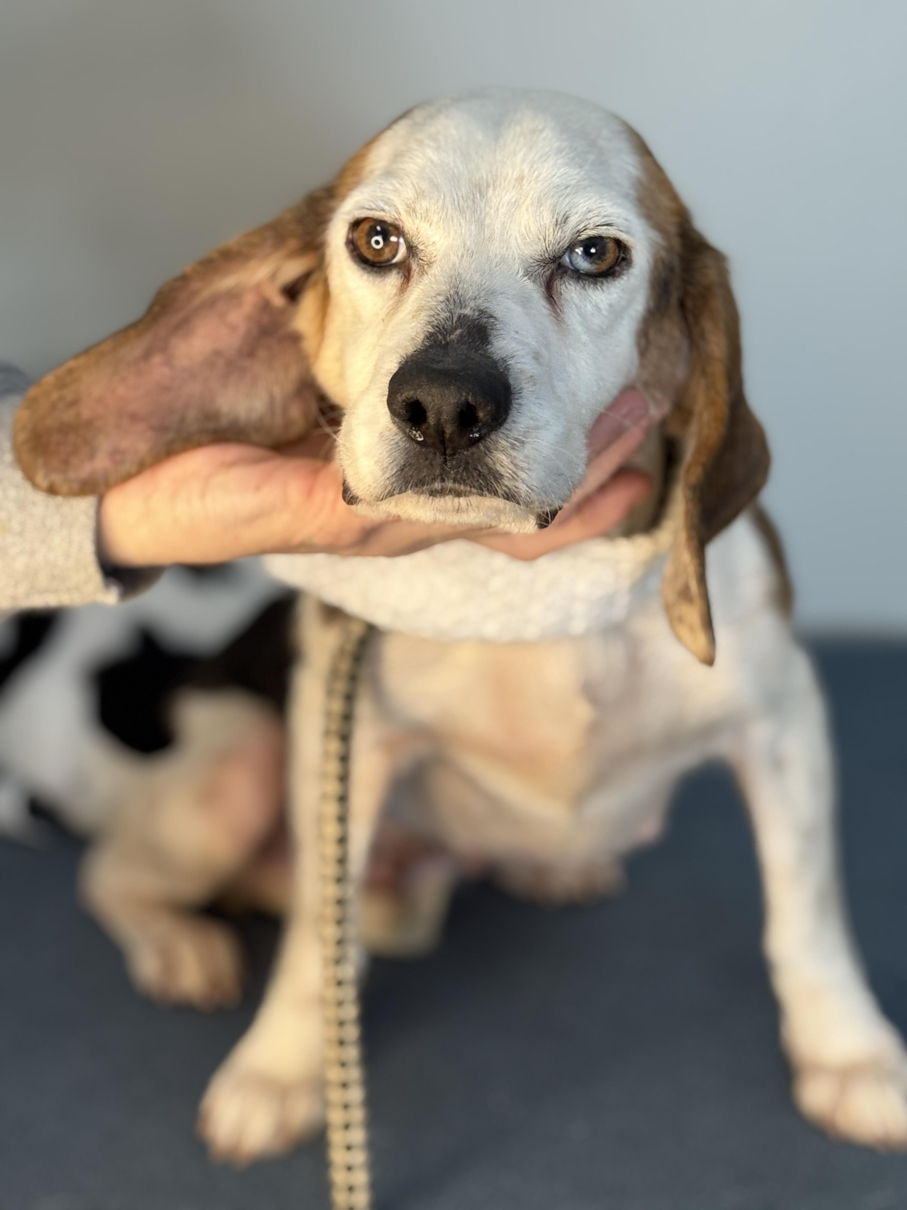 Enlarge Periwinkle, a ADOPTABLE Beagle in Richmond, VA image 3/5