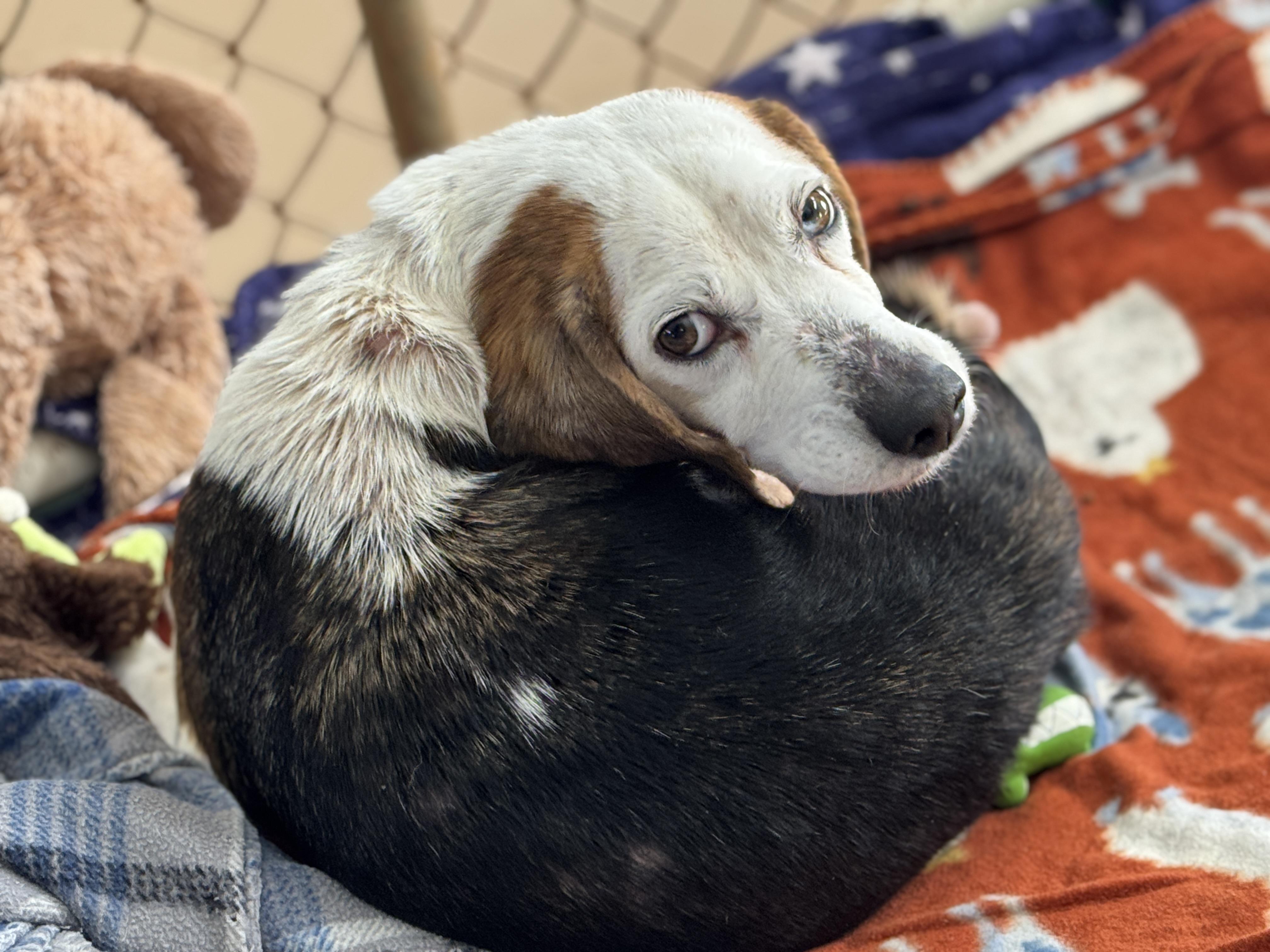 Enlarge Periwinkle, a ADOPTABLE Beagle in Richmond, VA image 5/5