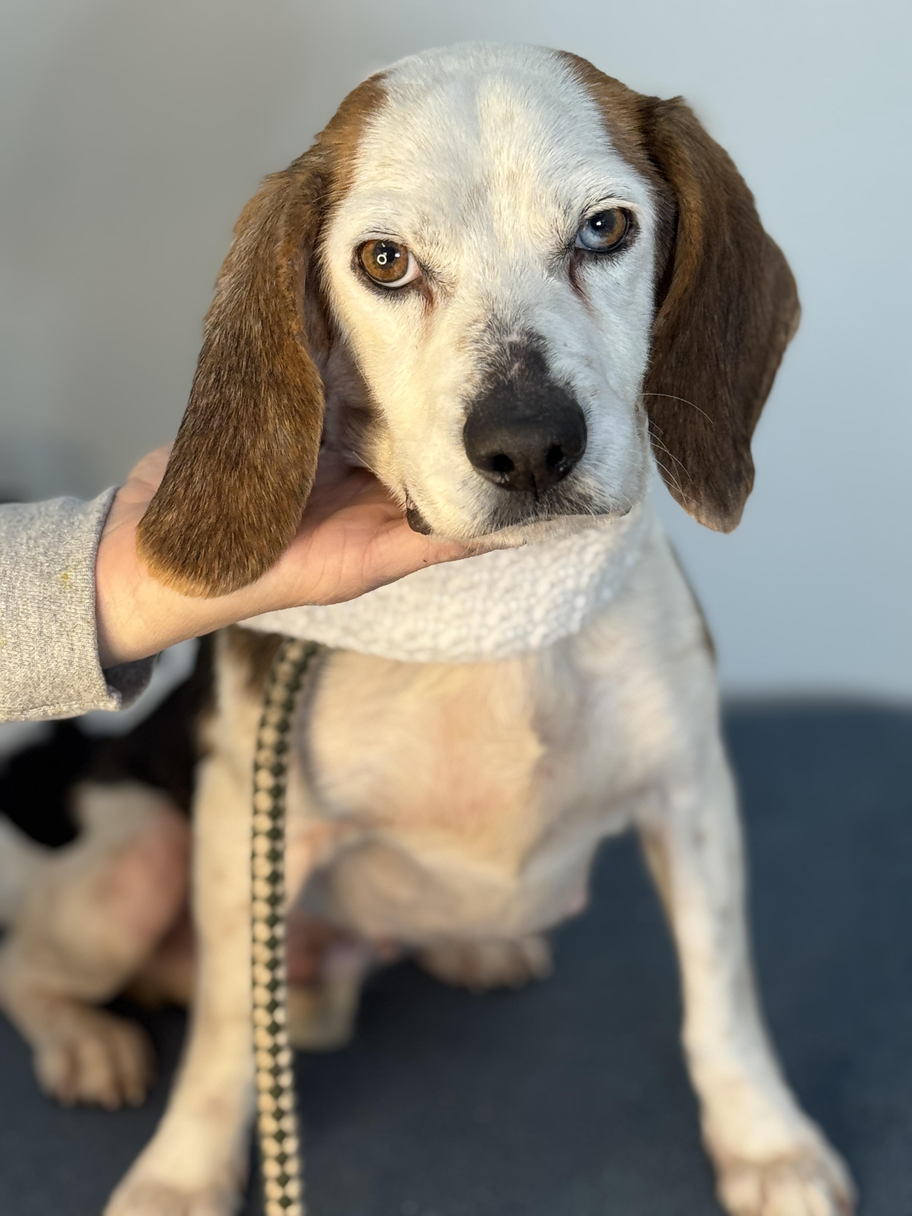 Enlarge Periwinkle, a ADOPTABLE Beagle in Richmond, VA image 2/5