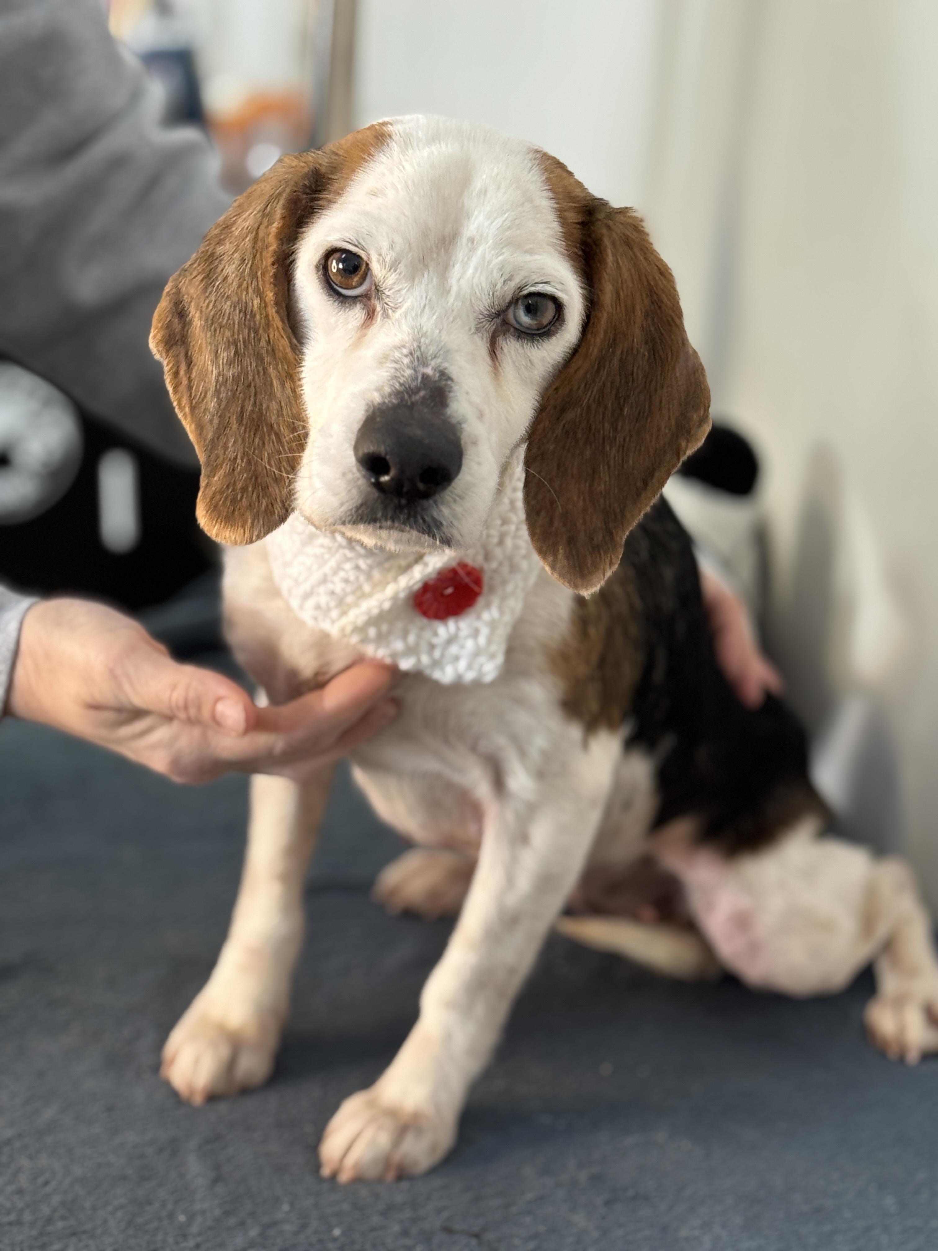 Enlarge Periwinkle, a ADOPTABLE Beagle in Richmond, VA image 1/5