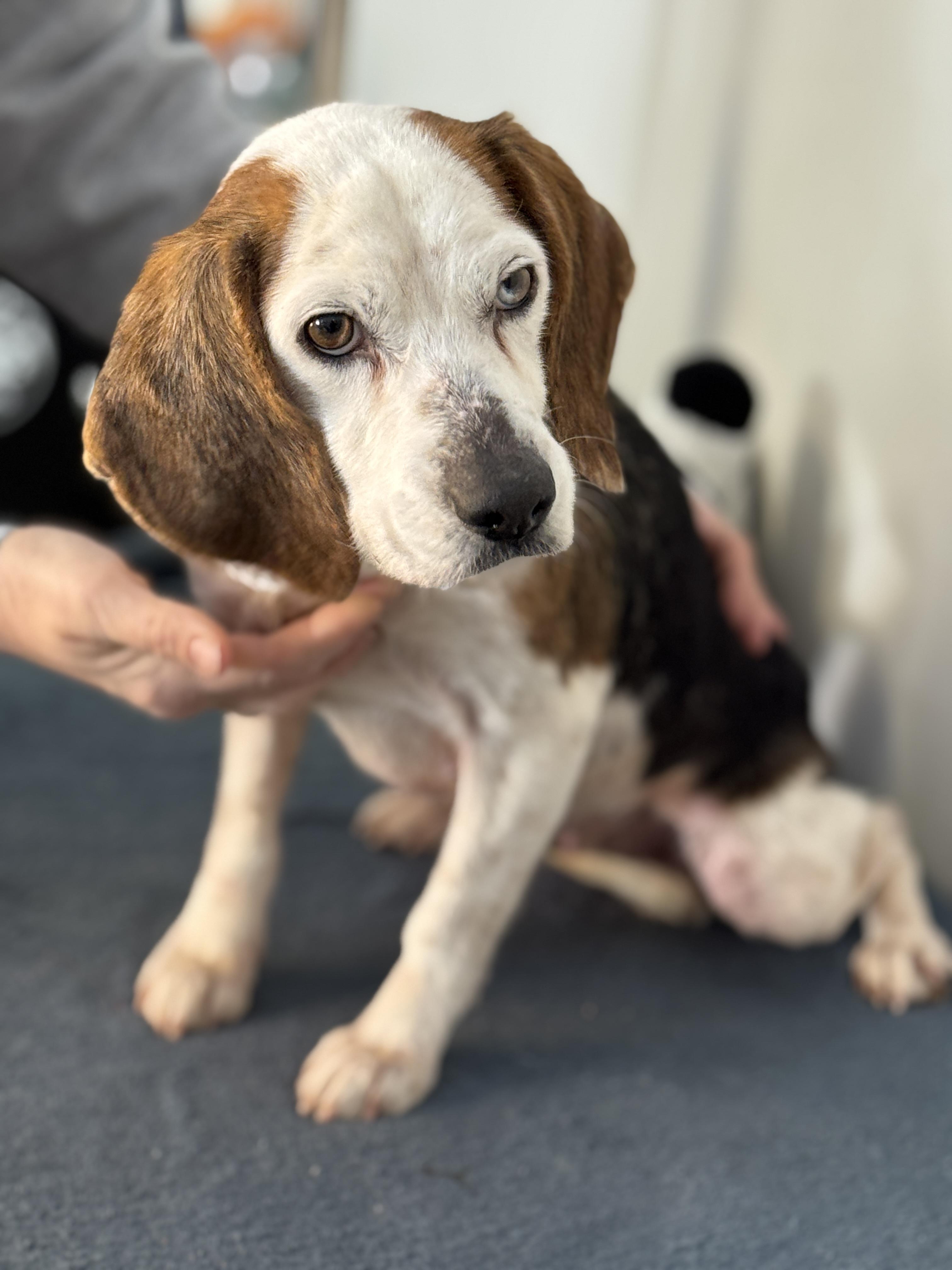 Enlarge Periwinkle, a ADOPTABLE Beagle in Richmond, VA image 4/5
