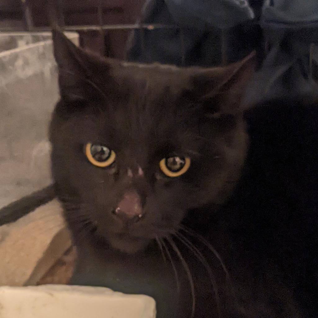 Enlarge Ion, a Adoptable Domestic Short Hair in Brooklyn, NY image 1/2