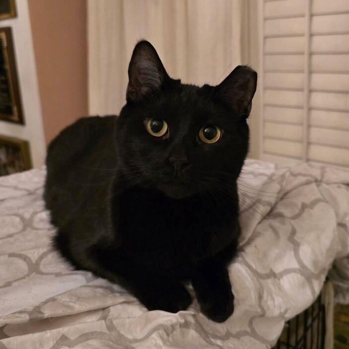 Enlarge Ion, a Adoptable Domestic Short Hair in Brooklyn, NY image 2/2