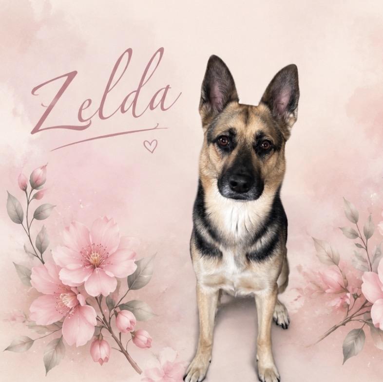 Zelda, a ADOPTABLE mixed breed in Portland, OR image 1/5
