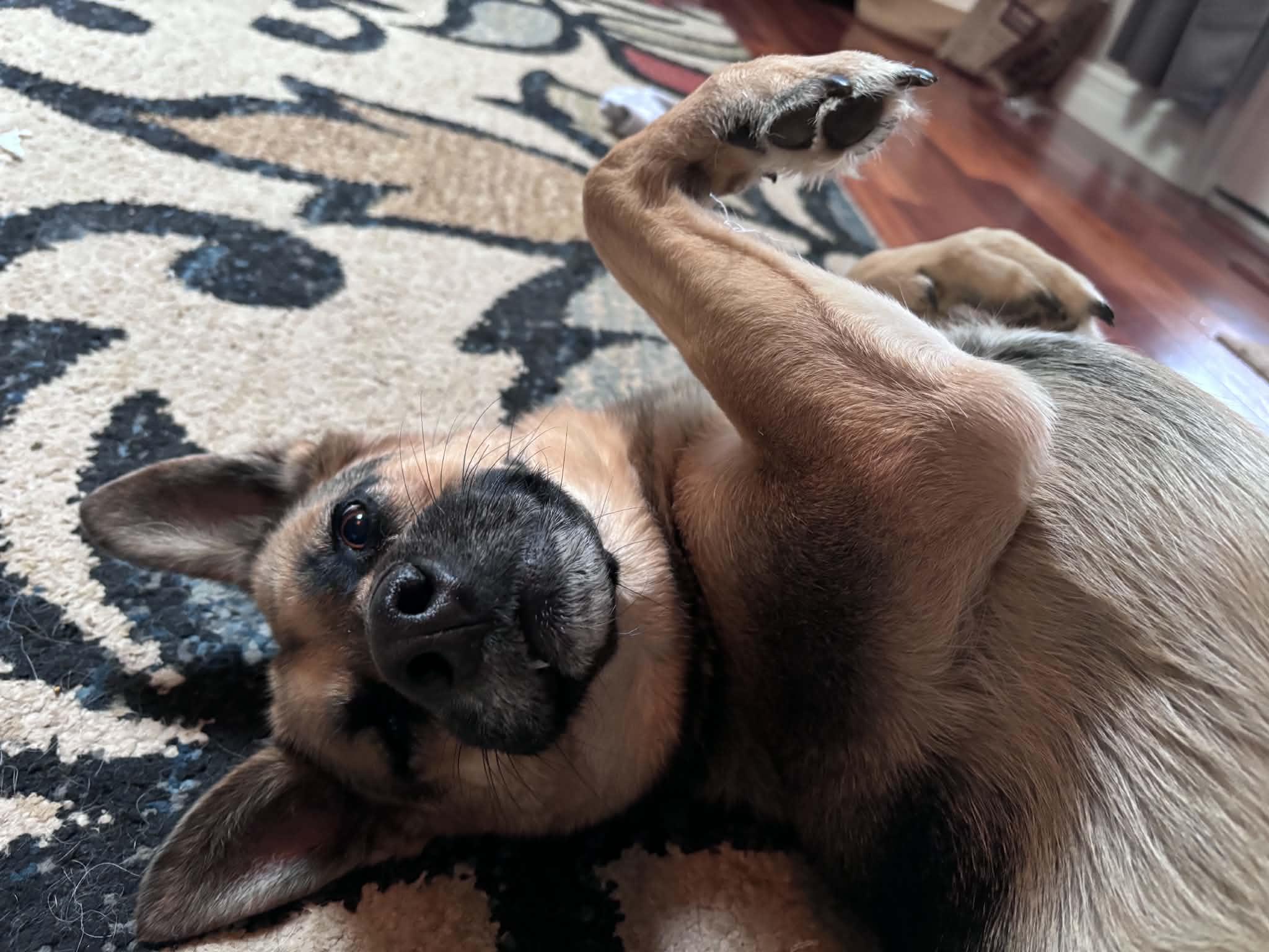 Zelda, a ADOPTABLE mixed breed in Portland, OR image 2/5