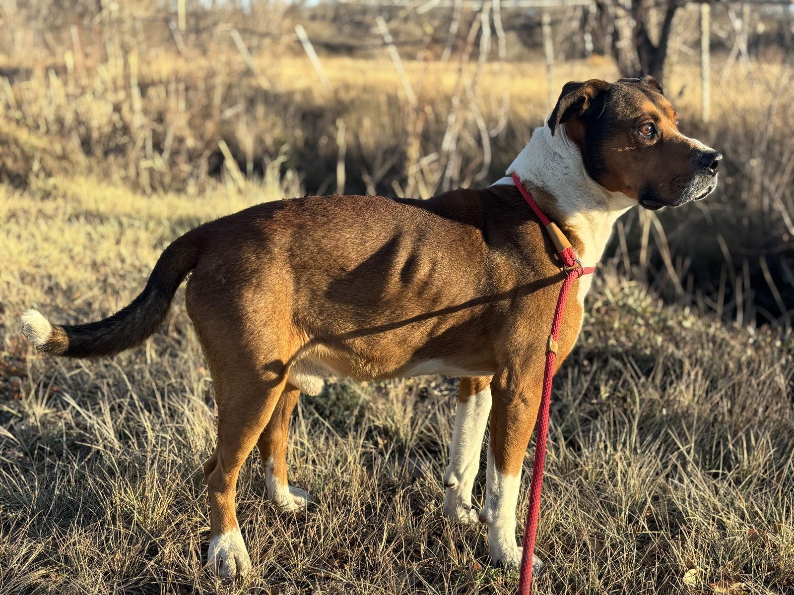 Davidson, Adoptable, Adult Male Pit Bull Terrier.