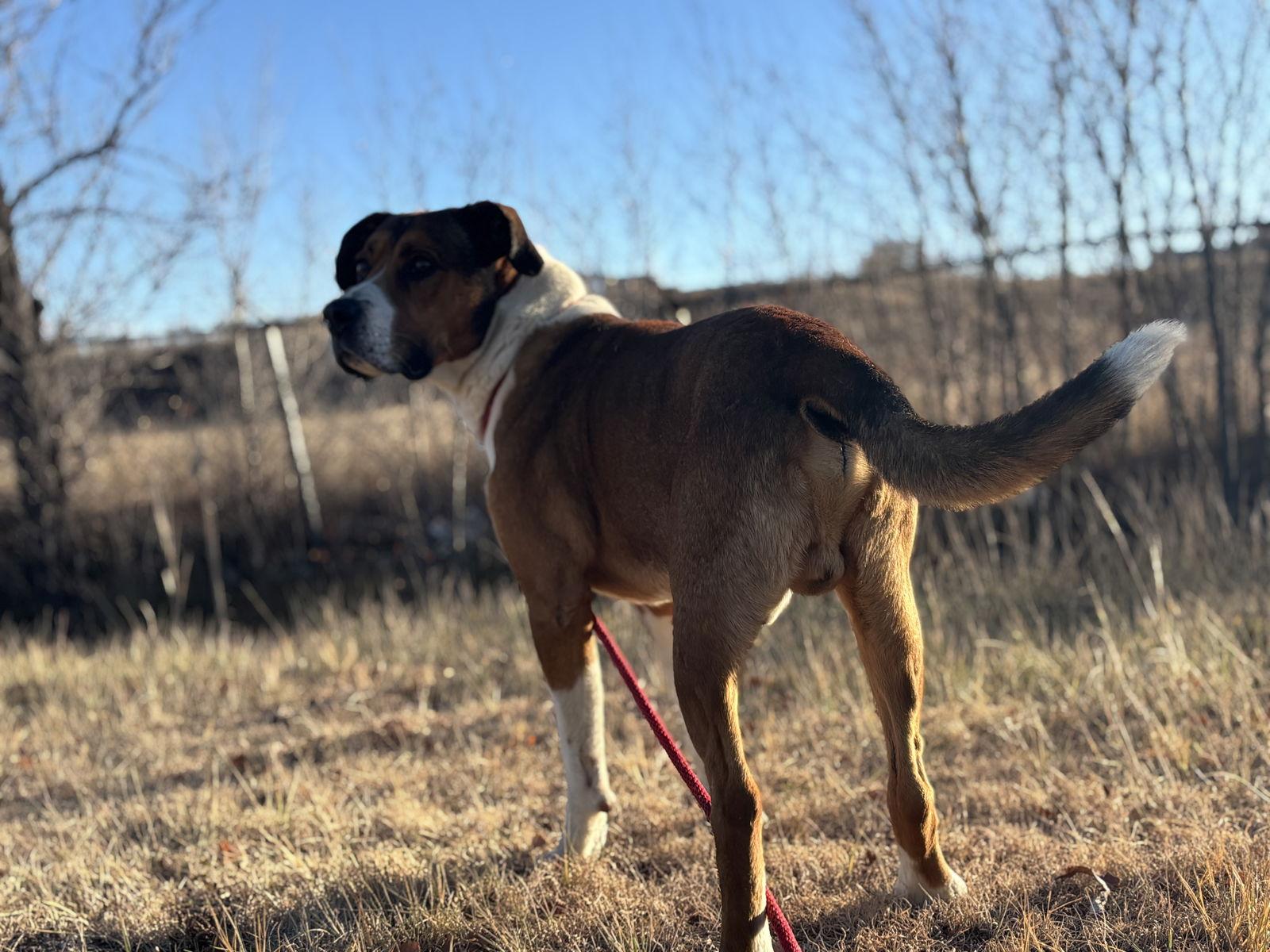 Davidson, Adoptable, Adult Male Pit Bull Terrier.