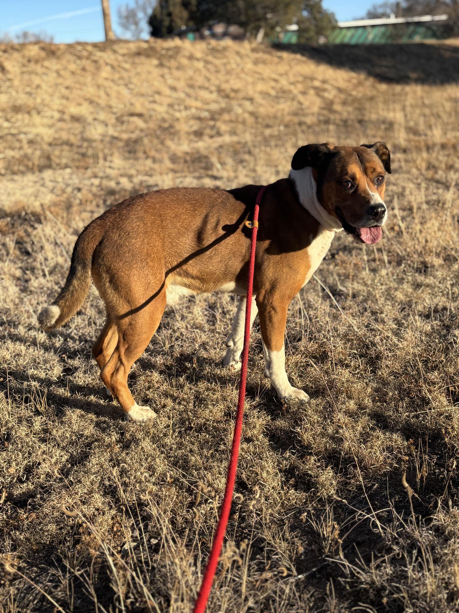 Enlarge Davidson, a Adopted Pit Bull Terrier in Las Vegas, NM image 2/3