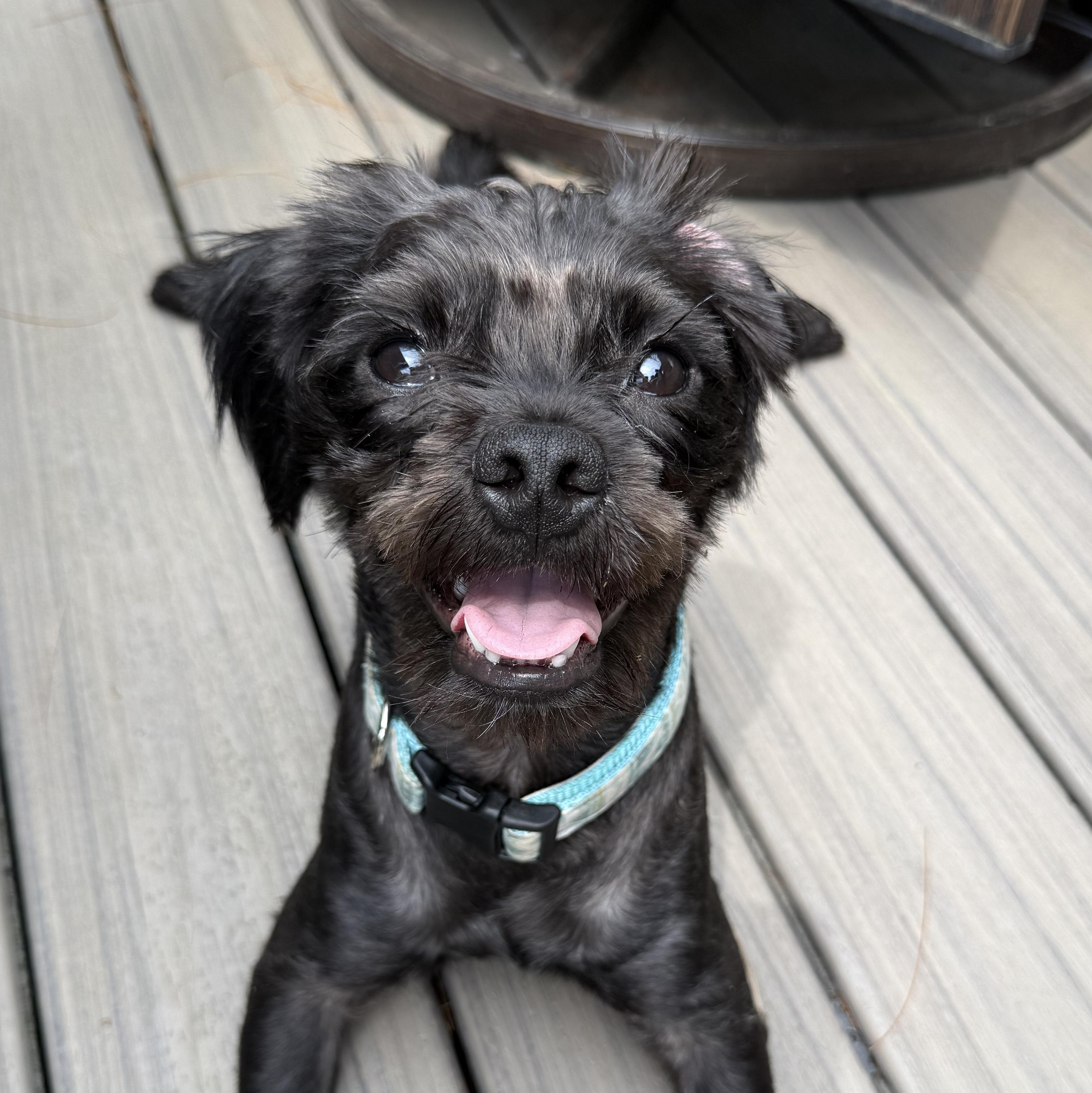 Enlarge Benji, an adoptable mixed breed in Murphysboro, IL image 3/5