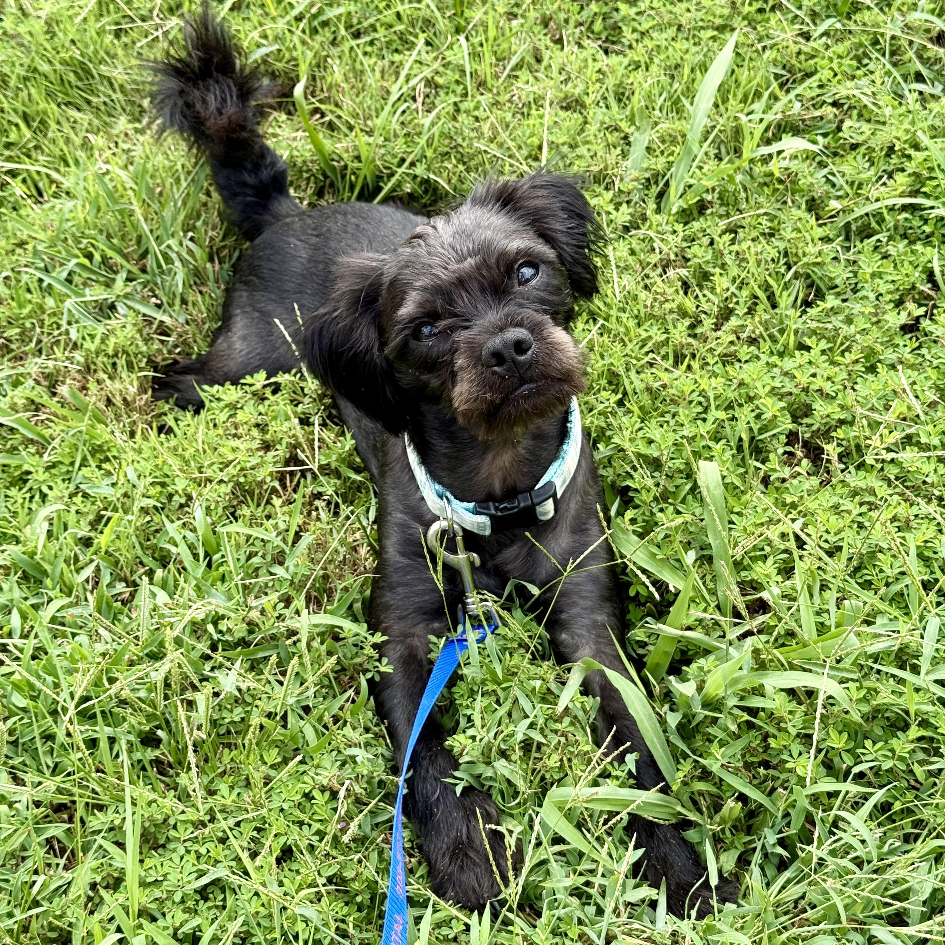 Enlarge Benji, an adoptable mixed breed in Murphysboro, IL image 4/5
