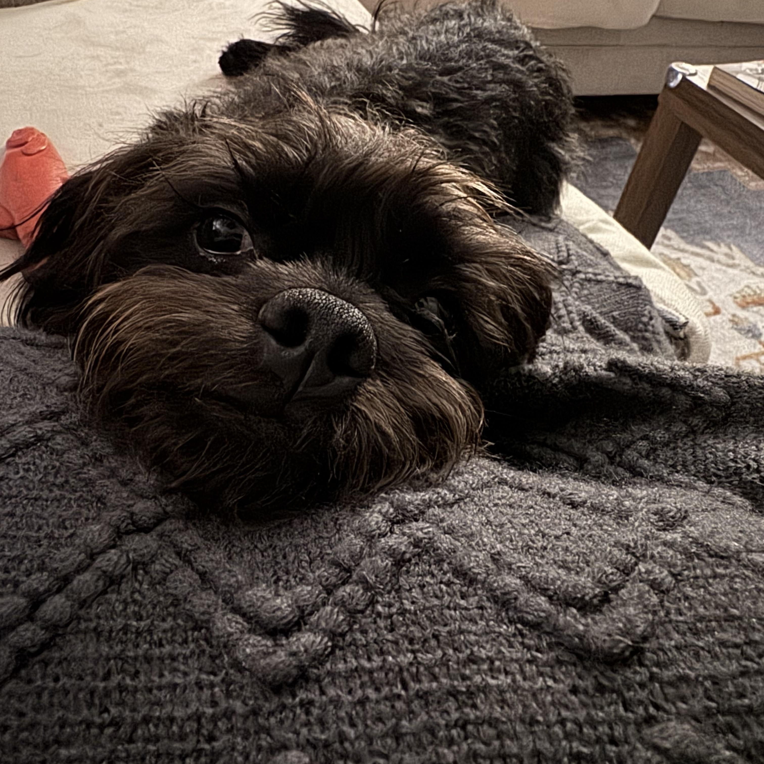 Enlarge Benji, an adoptable mixed breed in Murphysboro, IL image 2/5