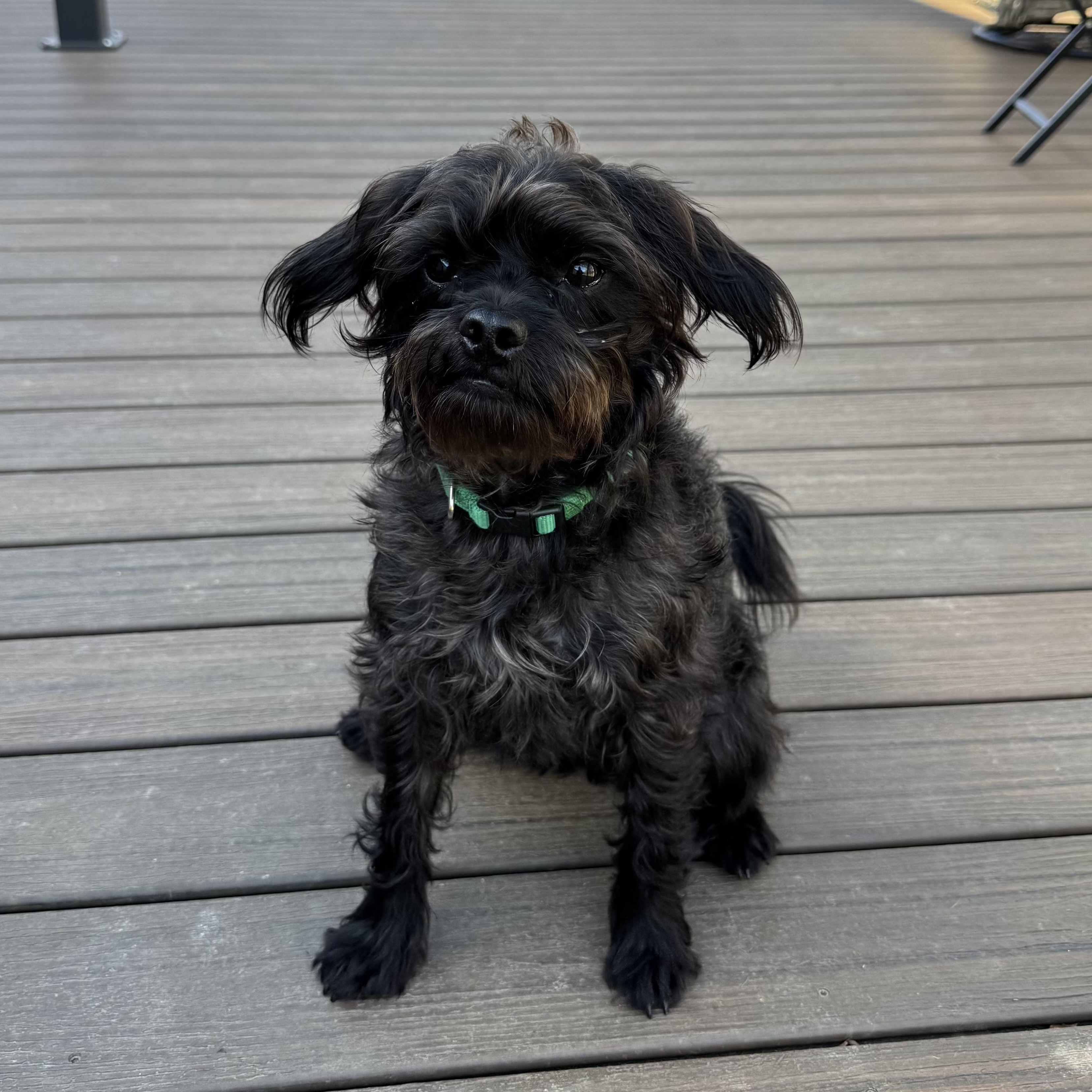 Enlarge Benji, an adoptable mixed breed in Murphysboro, IL image 1/5